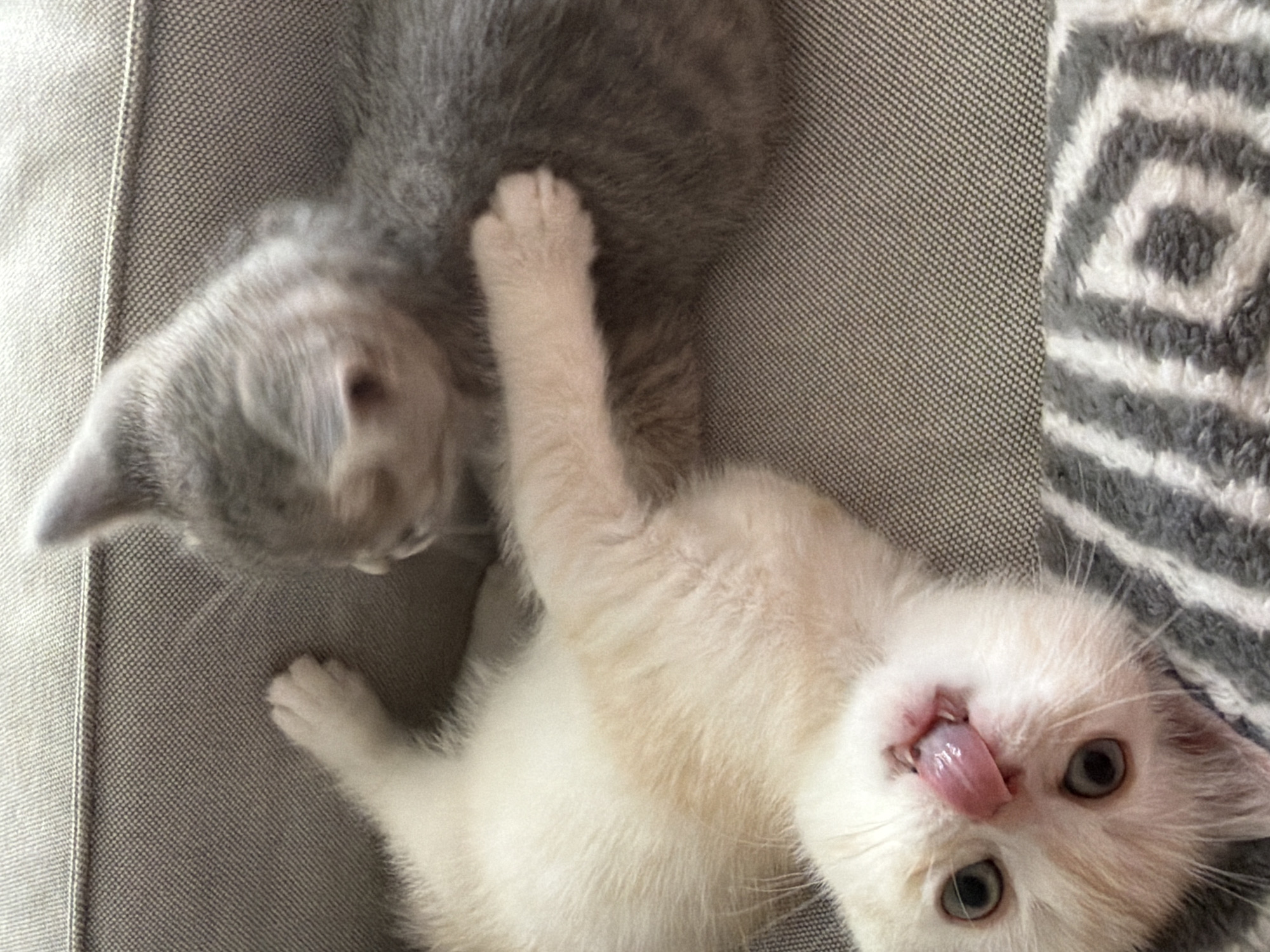 This is a close-up, high-angle photograph taken indoors on a gray couch. Two kittens are the subjects. A cream-colored kitten is lying on its back, facing the camera, with its tongue sticking out. Its eyes are wide open and blue. A gray kitten is lying on its side, facing away from the camera, partially obscuring the cream kitten's back. The gray kitten's paw is visible resting on the cream kitten. The background is a textured gray couch fabric, with a glimpse of a gray and white patterned blanket at the bottom of the frame. There is no information in the image to suggest a location in Fort Erie, Canada.