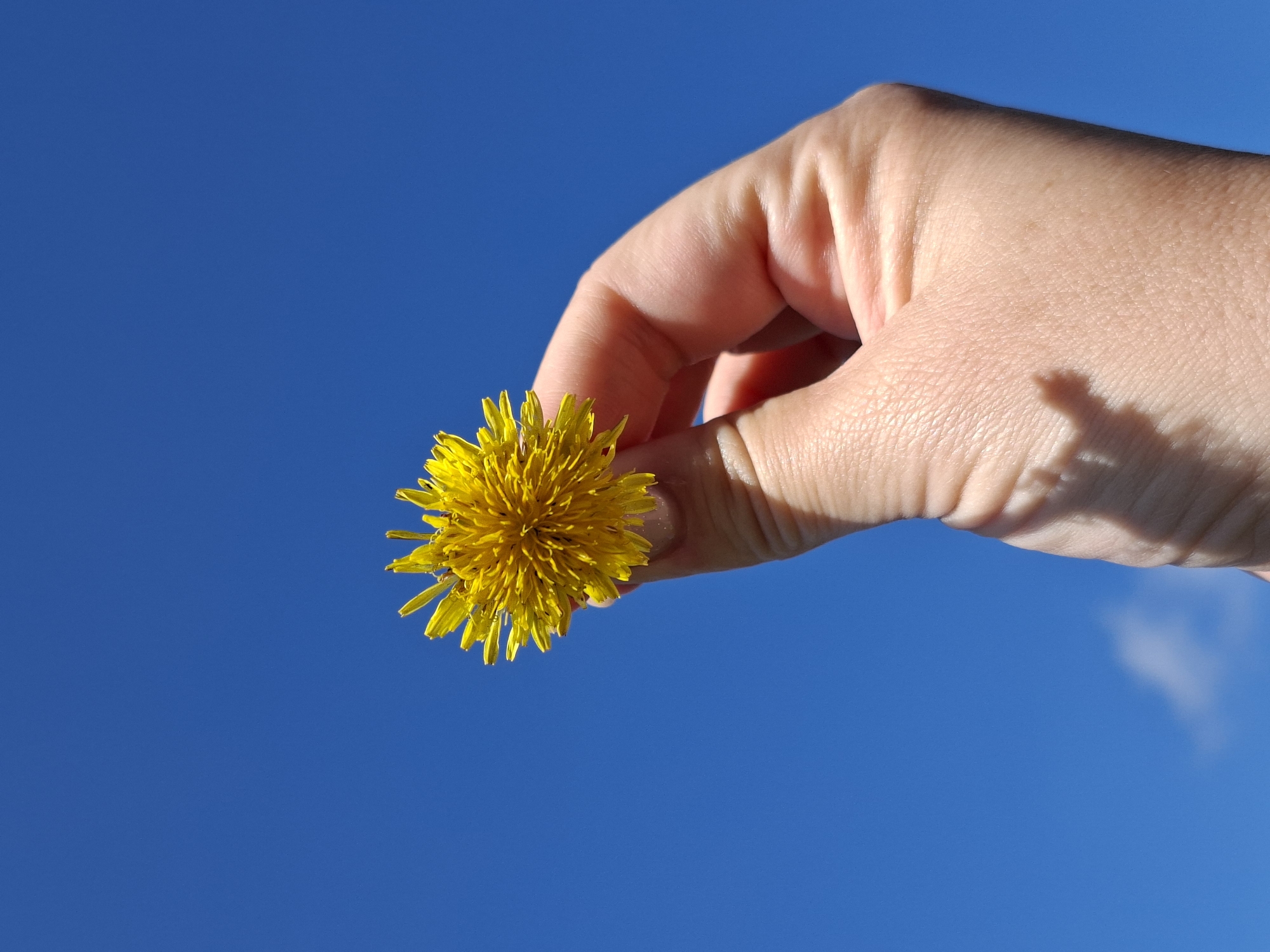 A close-up, low-angle shot shows a person's hand holding a single yellow dandelion flower against a clear blue sky. The dandelion is in focus, with its intricate petals clearly visible. The hand, with its skin texture and some fingernail detail, is also in focus, positioned in the lower right quadrant of the image. The background is a solid expanse of vibrant blue sky, with a subtle shadow of the hand and flower cast on the hand itself. There is no visible indication of the city of Karsha, Russia, or any urban elements in the frame. The image is a straightforward depiction of a hand and flower against the sky.