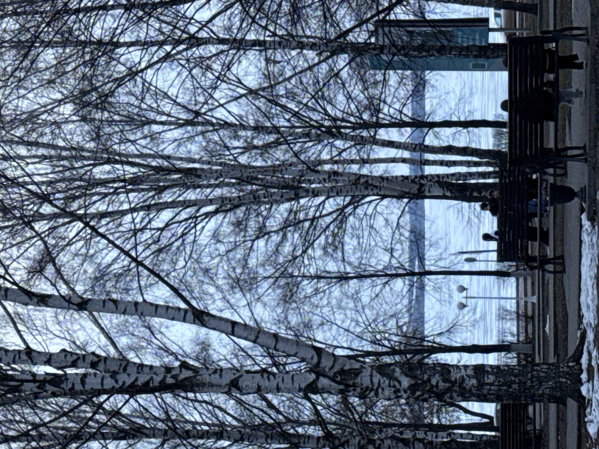 The image depicts a scene in Votkinsk, Russia, featuring birch trees in the foreground. Behind the trees, there's a waterfront view with water, likely a lake or reservoir. People are sitting on benches along the waterfront. Street lamps are also visible near the water. The image is rotated 90 degrees clockwise, showing an upside-down perspective of the scene.