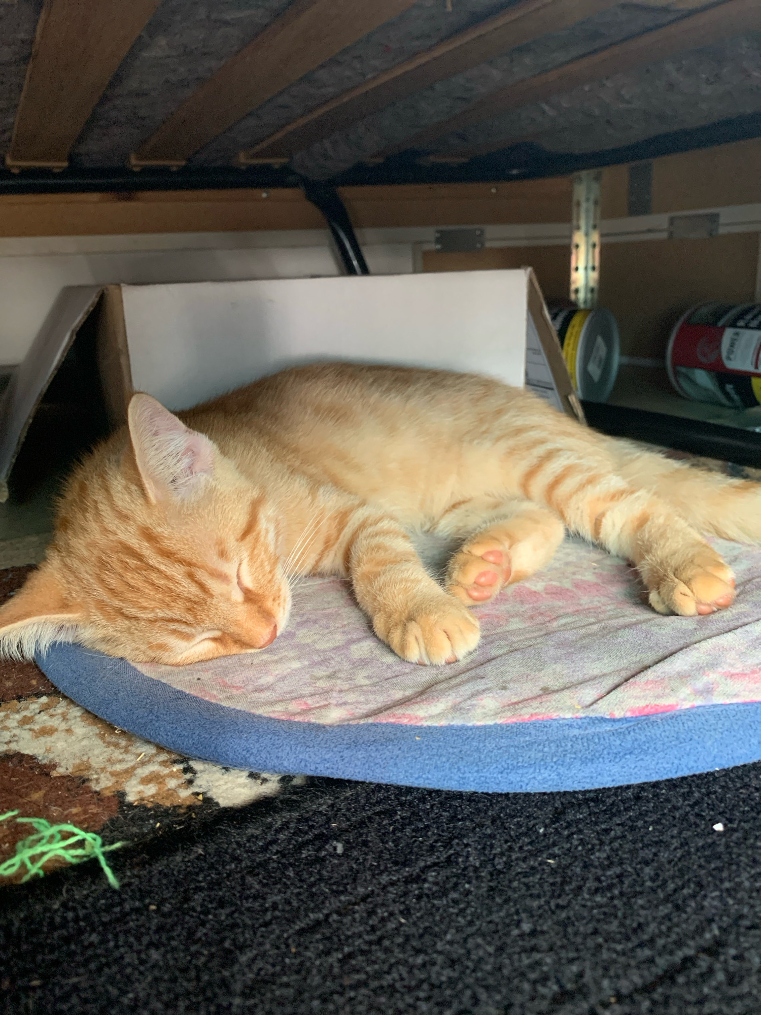 An orange tabby cat is sleeping on a padded mat, which is placed on a dark carpet. The cat is lying on its side, with its eyes closed and its paws tucked in. Its fur is striped with darker orange markings. Behind the cat, a cardboard box is visible, and further back, a cylindrical object with red and yellow markings is on a shelf. The scene is dimly lit, suggesting it is indoors, possibly in a storage area or under furniture. The bottom of what appears to be a bed frame, constructed of wooden slats and metal supports, is visible above the sleeping cat. The overall environment appears somewhat cluttered.