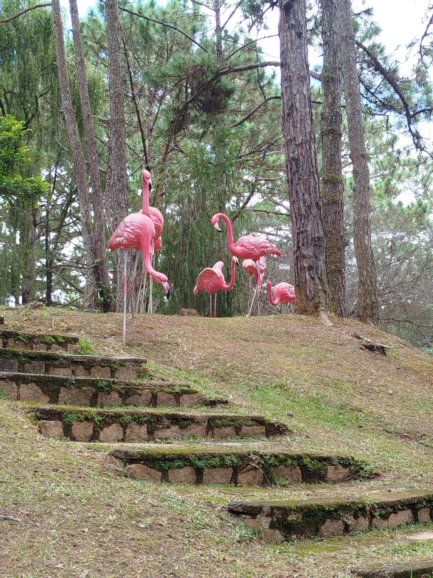 The image depicts a whimsical outdoor scene featuring several pink flamingo statues amidst a natural environment. In the foreground, a set of stone stairs, partially overgrown with moss and grass, ascends a gentle slope. The stairs are constructed from large, rough-hewn stones.
Beyond the stairs, the terrain transitions to a grassy embankment dotted with dry leaves and small branches. The main subjects of the image are the pink flamingo statues. One large statue stands prominently in the mid-ground, its neck gracefully curved downwards, with a second, slightly smaller flamingo beside it. Further to the right, another large flamingo stands with its neck extended upwards. Closer to the ground and further back, a cluster of smaller flamingo statues can be observed, one with its head bowed, and another partially obscured.
The background is dominated by a dense forest of tall pine trees with rough, textured bark. The trees are interspersed with greenery, and the sky above is partially visible through the branches, appearing overcast. The overall impression is of a decorative garden or park feature set within a natural, wooded landscape.
This scene is located at Lam Vien Square in Da Lat, Vietnam. Lam Vien Square is a popular tourist destination known for its unique architecture, including the giant flower and artichoke buildings, and its landscaped gardens. The flamingo statues are a notable decorative element within the square, adding a playful and artistic touch to the natural surroundings.
