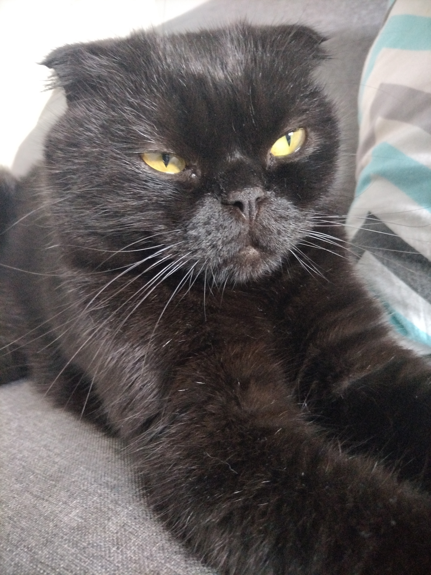 A black cat with folded ears and yellow eyes is lying on a gray couch next to a striped pillow. The cat is looking directly at the camera with its head tilted slightly. The background consists of the couch and pillow, with a white wall visible in the upper left corner. The lighting appears to be natural, coming from the left.