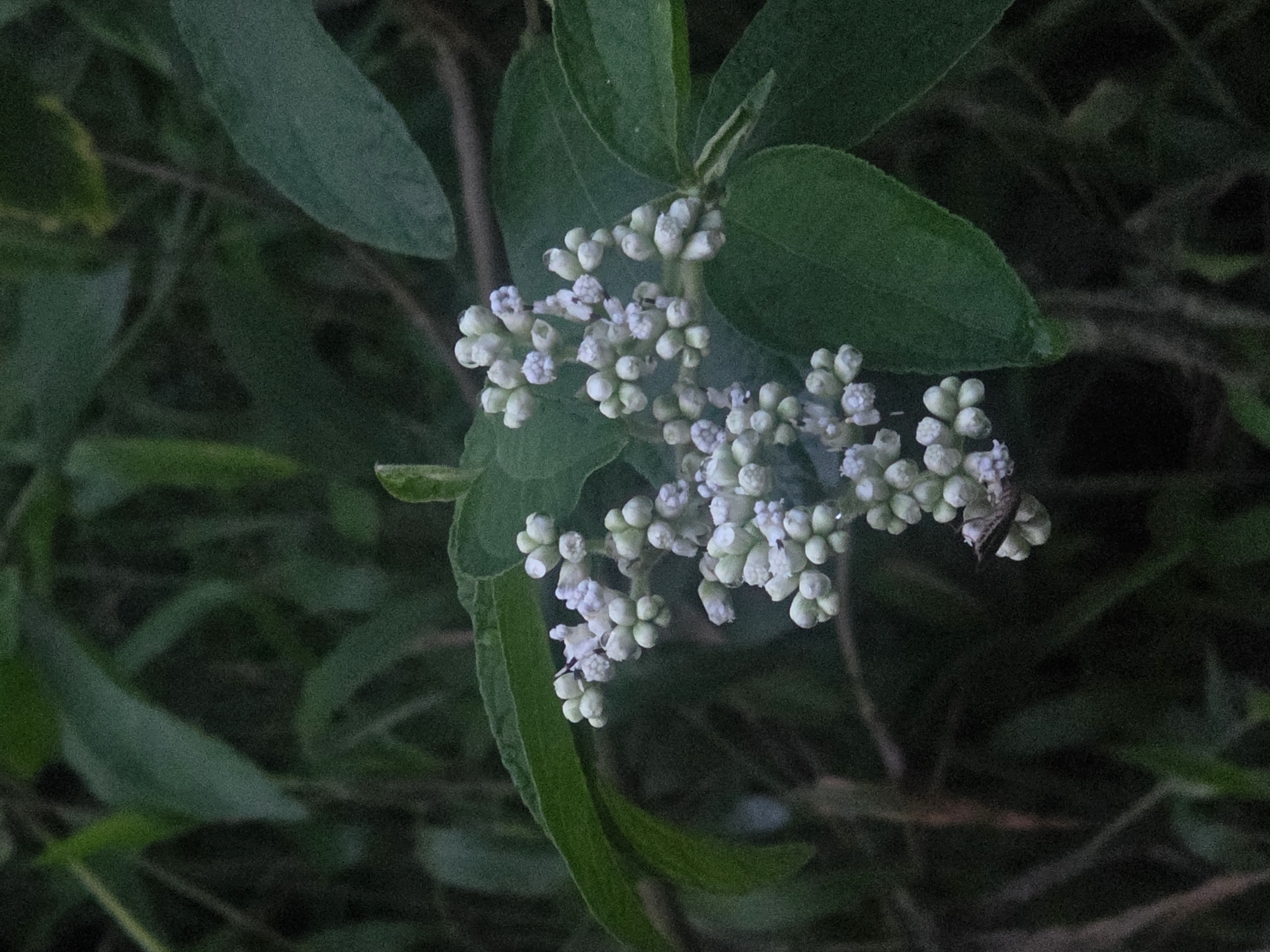 In an outdoor environment with dense foliage and muted lighting, a cluster of small, pale flowers is in focus. The flowers are grouped in a raceme and appear to be composed of many tiny, bud-like structures. Some of the buds have a slightly purplish tint, and others are a pale white or green. A small insect, possibly a fly or a small beetle, is perched on one of the flower buds. The leaves of the plant are a deep green and some are visible in the foreground and background, out of focus. The overall impression is a close-up, naturalistic shot of a flowering plant in its habitat. The image does not contain any identifiable landmarks or features that would indicate its specific location within Unknown, Indonesia, or any city.