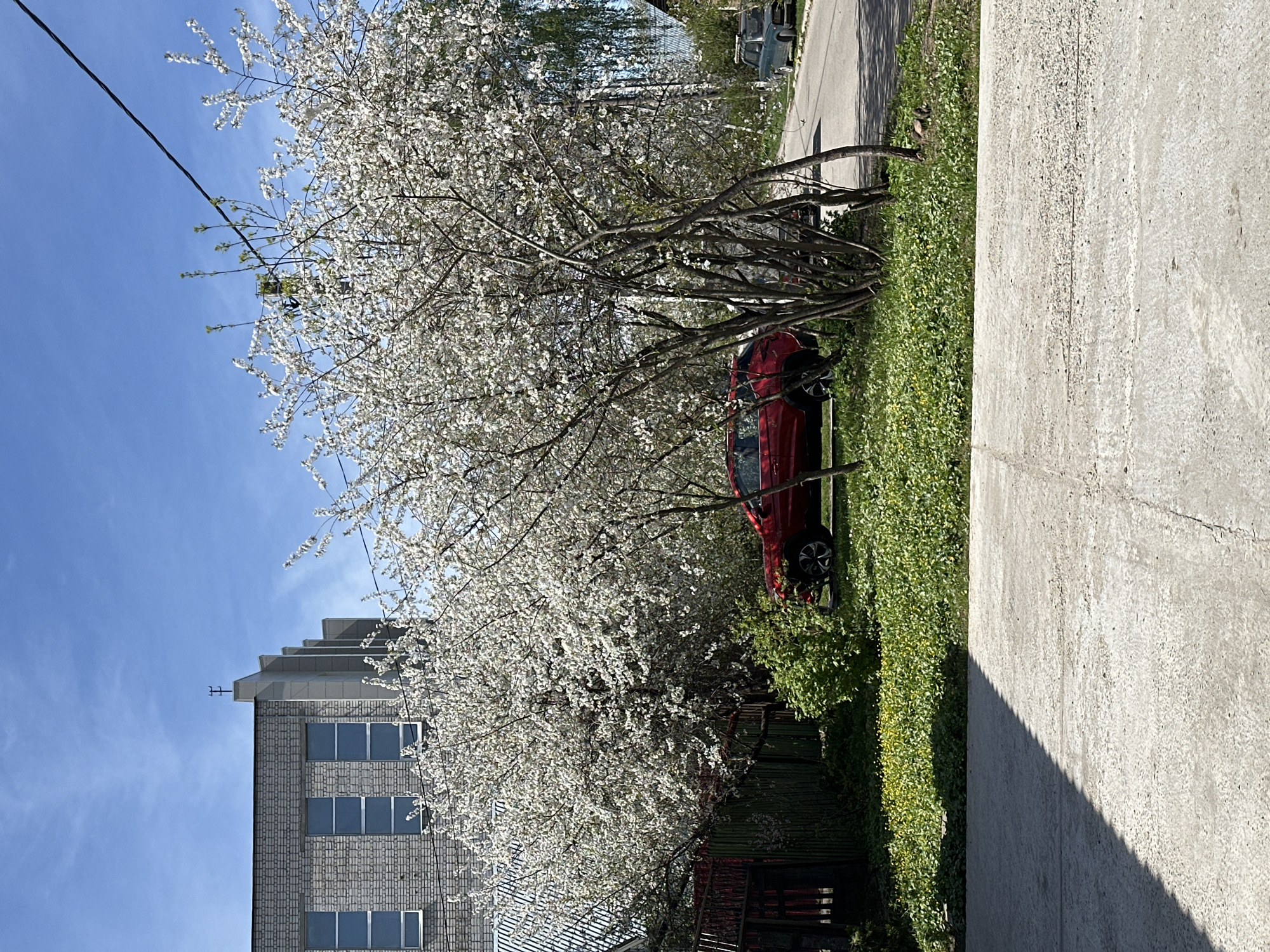 A medium shot captures a scene in Nizhny Novgorod, Russia, during daylight. A flowering tree, densely covered in white blossoms, partially obscures a red car parked in a patch of green grass. A gray brick building with multiple windows stands to the left of the tree, while a concrete sidewalk occupies the right foreground. An overhead power line bisects the blue sky in the upper left corner. A road is visible in the background, with a vehicle parked on it. A wooden fence is partially seen at the base of the tree.