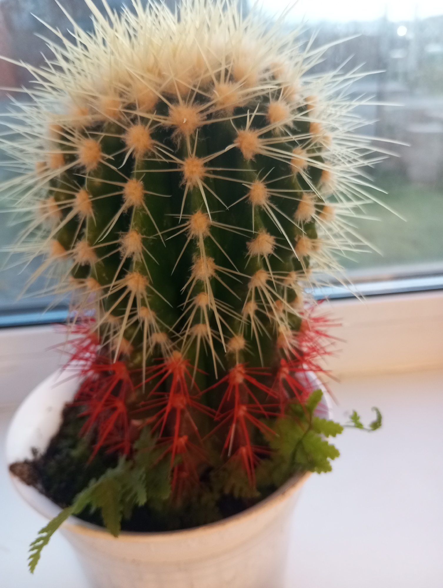 A close-up, eye-level shot captures a potted cactus with distinct features. The cactus itself is predominantly green with prominent spines. The upper portion of the cactus is adorned with numerous creamy-yellow spines, while the lower portion features a striking band of vibrant red spines. At the base of the cactus, nestled in dark soil, is a small sprig of green fern. The cactus is housed in a white plastic pot. The background is softly blurred, suggesting an indoor setting, possibly a windowsill, with a window offering a view of an overcast sky and subtle hints of outdoor elements. There are no people visible in the image, and no discernible activity. The scene appears to be static and peaceful.