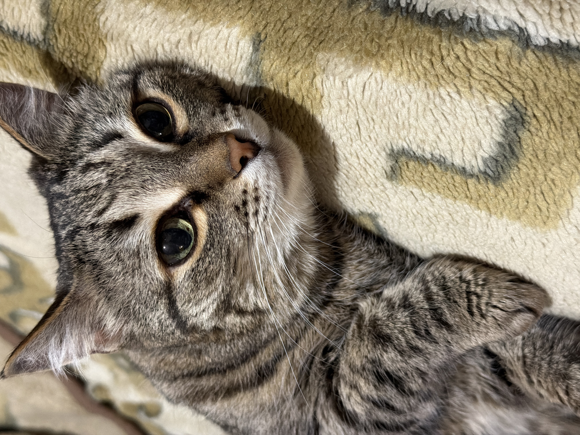 A close-up, slightly angled, indoor shot shows a tabby cat lying on a fuzzy, beige and tan patterned blanket. The cat's head is tilted back, looking up with large, dark eyes. The cat's fur is a mix of gray and brown stripes. It has a pink nose and white whiskers. One paw is visible, resting near its chest. There is no indication of the location being Izhevsk, Russia.