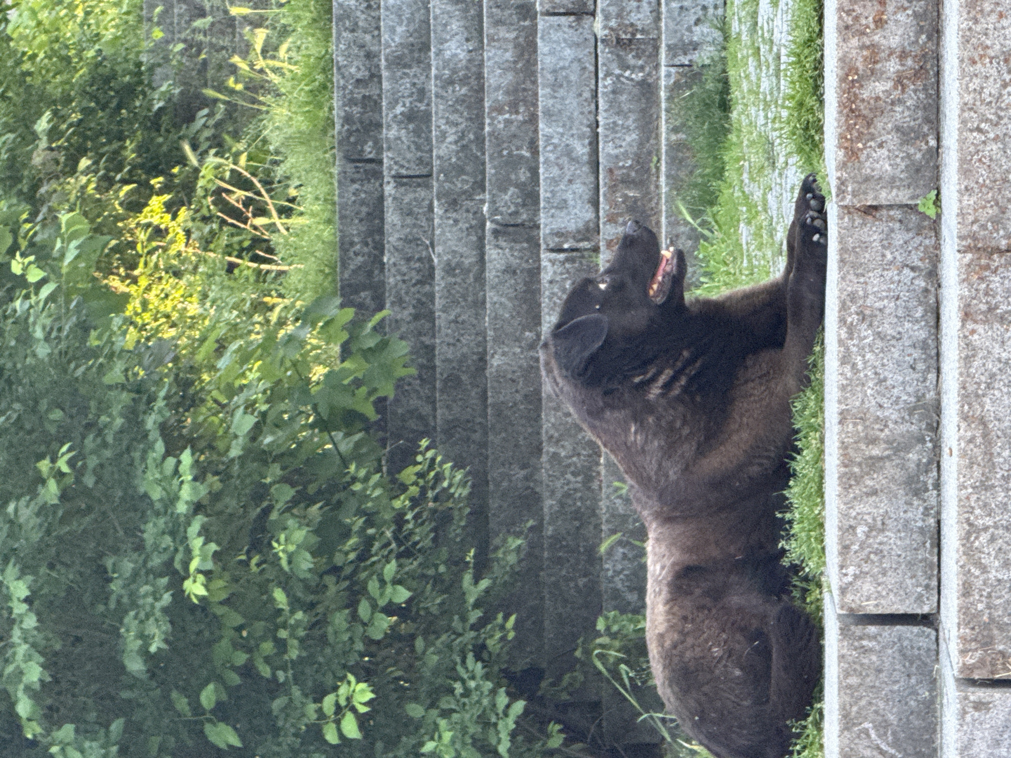 A medium shot captures a dark-furred dog standing on its hind legs against a stone wall in an outdoor setting. The dog's mouth is open, possibly barking or panting. Behind the dog and the wall are stone steps ascending to a dense patch of greenery. The image appears to be taken during the day, with natural lighting illuminating the scene. The location is not discernible from the image.