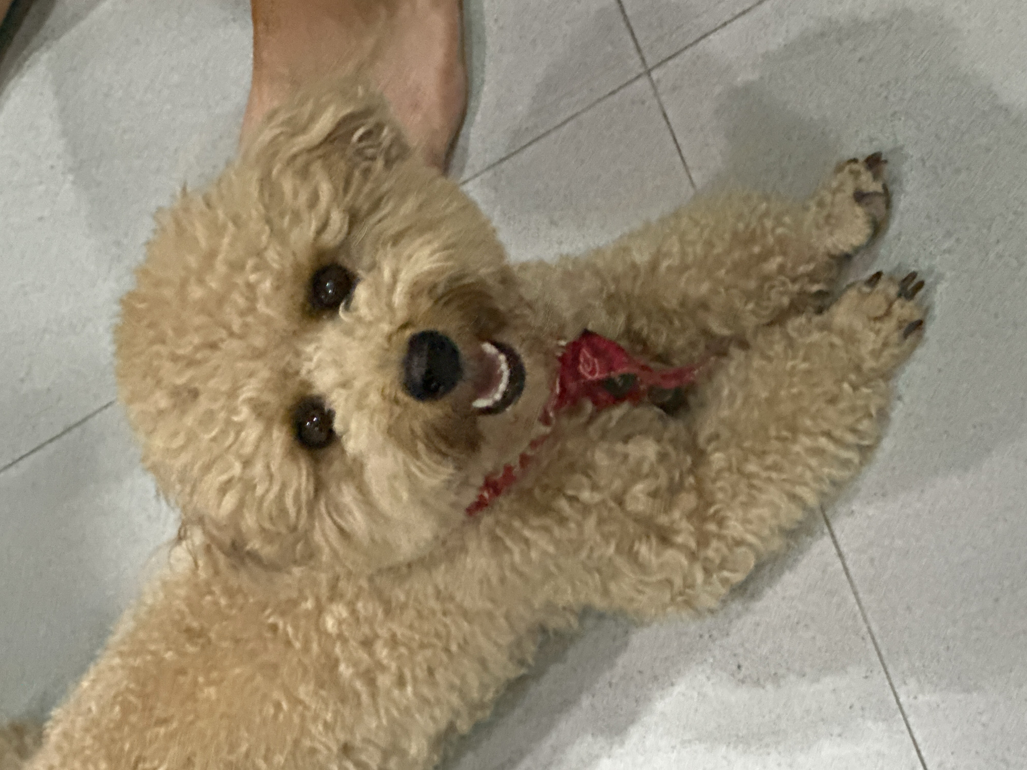 A light-brown poodle with dark eyes and a red collar lies on a light-grey tiled floor. The poodle is on its back with its front paws outstretched and visible claws. The dog's mouth is slightly open, revealing teeth. A human foot is partially visible near the dog's head. The image location is Dalung, Indonesia.