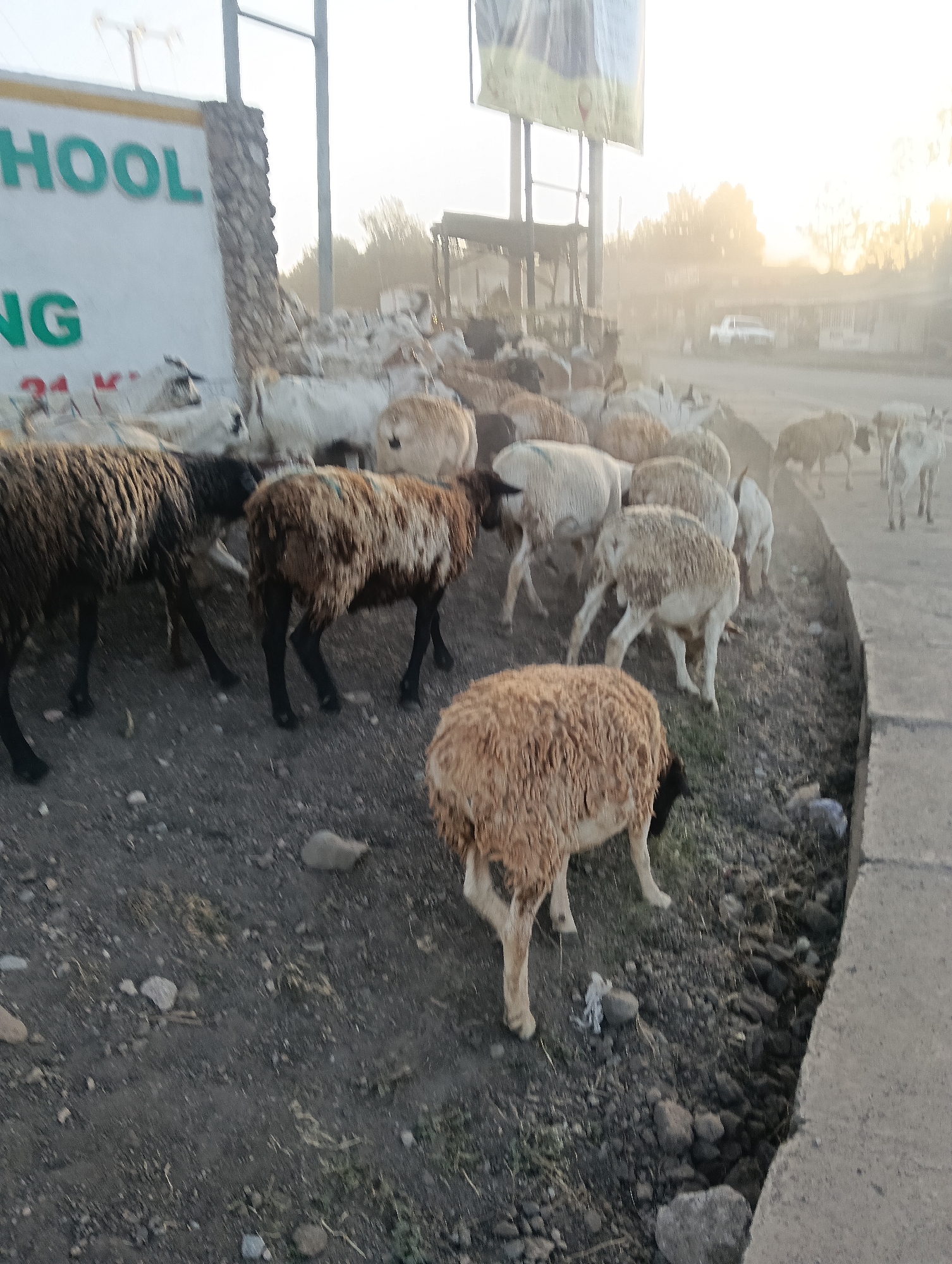 In Kiserian, Kenya, a herd of sheep and goats is gathered near a sign that reads "SCHOOL" and "NG 24 K M." The animals are standing on a dirt and gravel surface with some sparse vegetation. In the background, a white vehicle is visible on a dusty road, and trees line the horizon under a bright, hazy sky, suggesting either sunrise or sunset. The scene appears to be on the outskirts of town, where rural and urban elements converge.