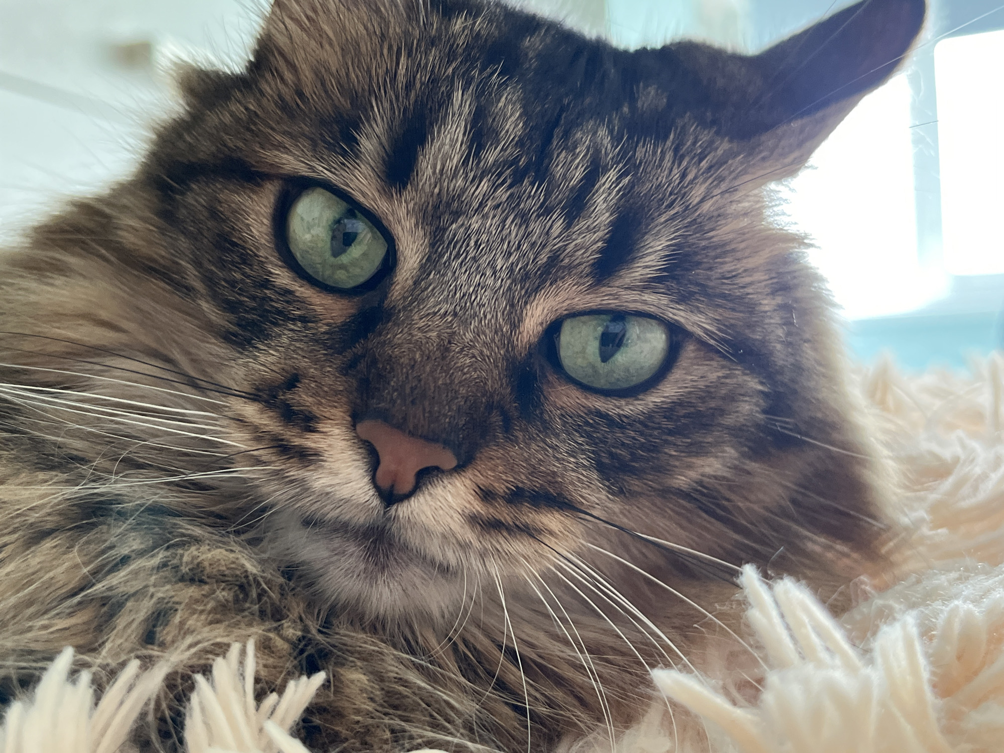This is a close-up, eye-level photograph of a domestic cat. The cat's face fills most of the frame, with its head slightly tilted to the left. It has large, round, green eyes that are looking directly at the camera. The cat has a tabby coat with brown, black, and white stripes. Its fur appears long and somewhat fluffy, especially around its face and chest. Its nose is pink and has a subtle "W" shape. Long, white whiskers extend outwards from its muzzle.
The cat is resting on a soft, fluffy, cream-colored surface, which appears to be a blanket or cushion. The background is out of focus and appears to be a brightly lit indoor environment, possibly near a window, as indicated by the glare and soft light. The lighting suggests it could be daytime. The overall impression of the cat's expression is calm and observant. There is no visible text in the image.