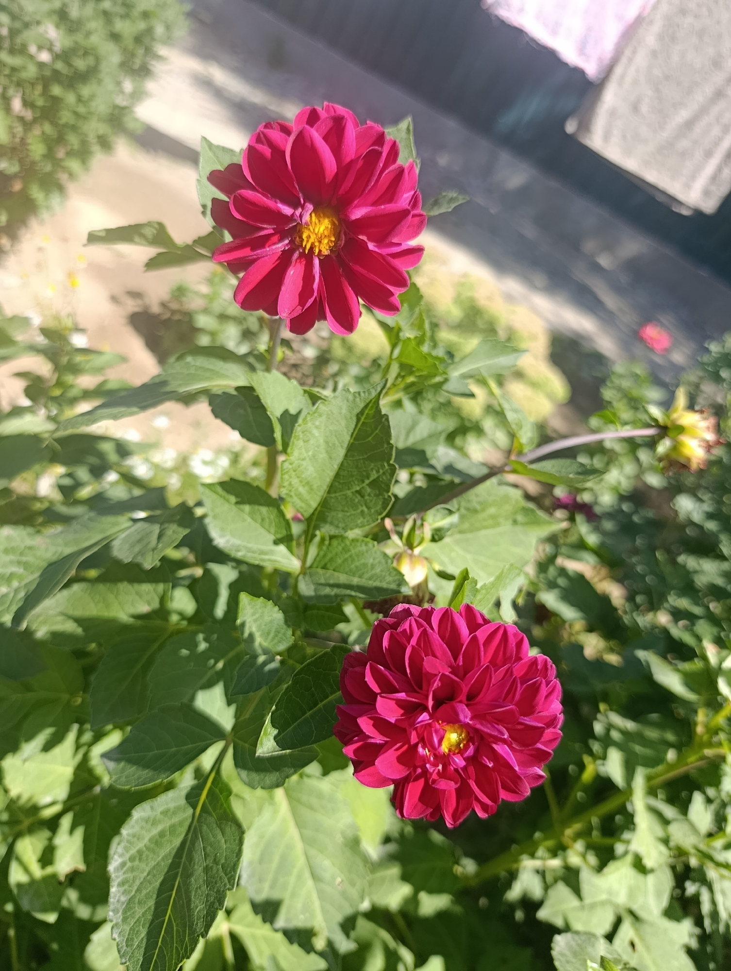 Two deep pink dahlia flowers are in bloom, facing upwards. The larger dahlia is in the foreground at the bottom right of the image, and the smaller one is above it and slightly to the left. Both flowers have many petals arranged in a circular pattern, with yellow centers. The flowers are surrounded by lush green leaves, some of which are catching the sunlight. In the background, there is a blurry depiction of a pathway and greenery, suggesting an outdoor garden setting. The overall scene is brightly lit by natural sunlight. This image was taken in the city of Kochkor, Kyrgyzstan.