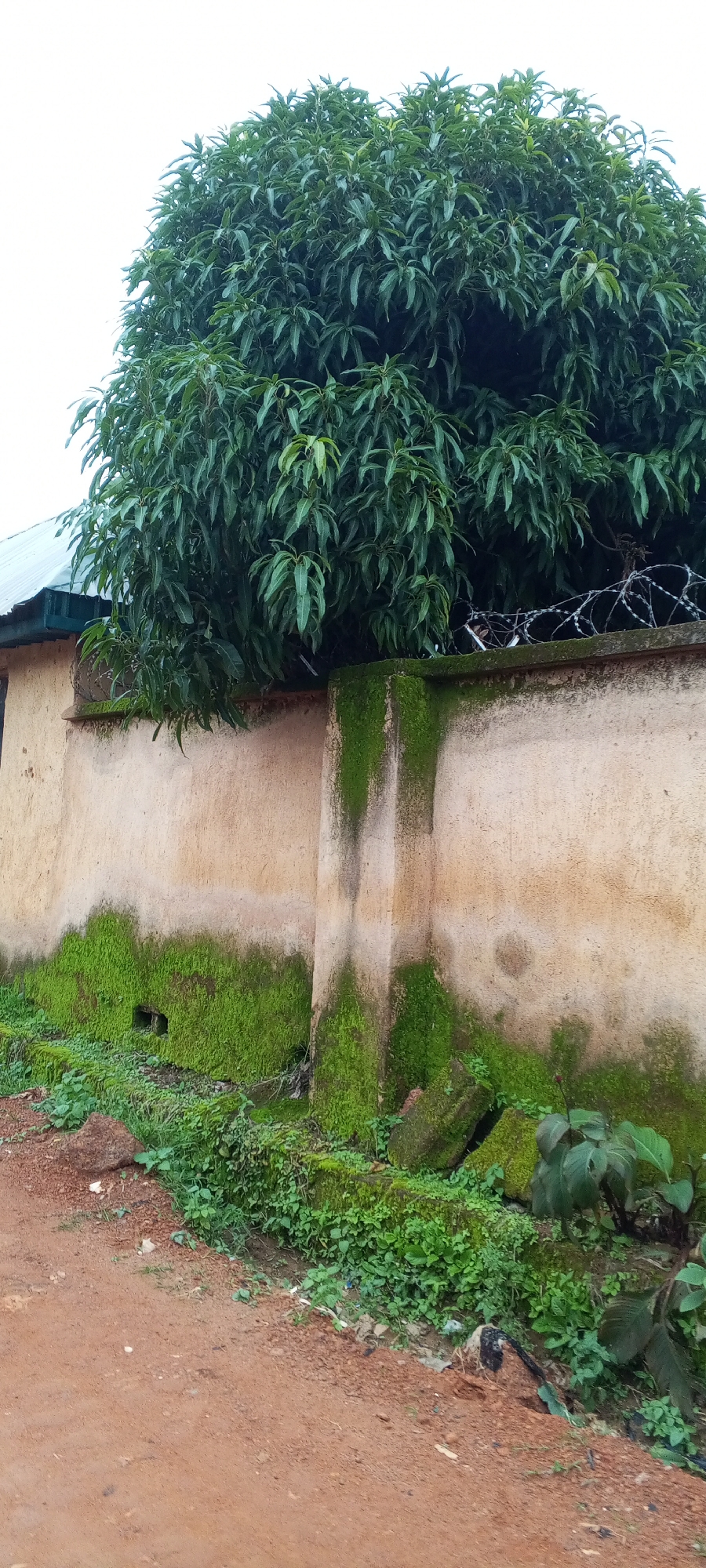 The image shows a lush green tree canopy above a textured, beige-colored wall. The wall is partially covered in vibrant green moss, especially near its base and on a protruding section in the center. Barbed wire runs along the top of the wall, partially obscured by the tree's foliage. To the left, a metal roof of a building is visible. The ground in front of the wall is a reddish-brown, dirt path, with some green vegetation and scattered rocks at the edge. The overall impression is an outdoor scene, possibly in a tropical or subtropical climate, given the dense foliage and moss growth. The location is identified as Ohit, Nigeria.