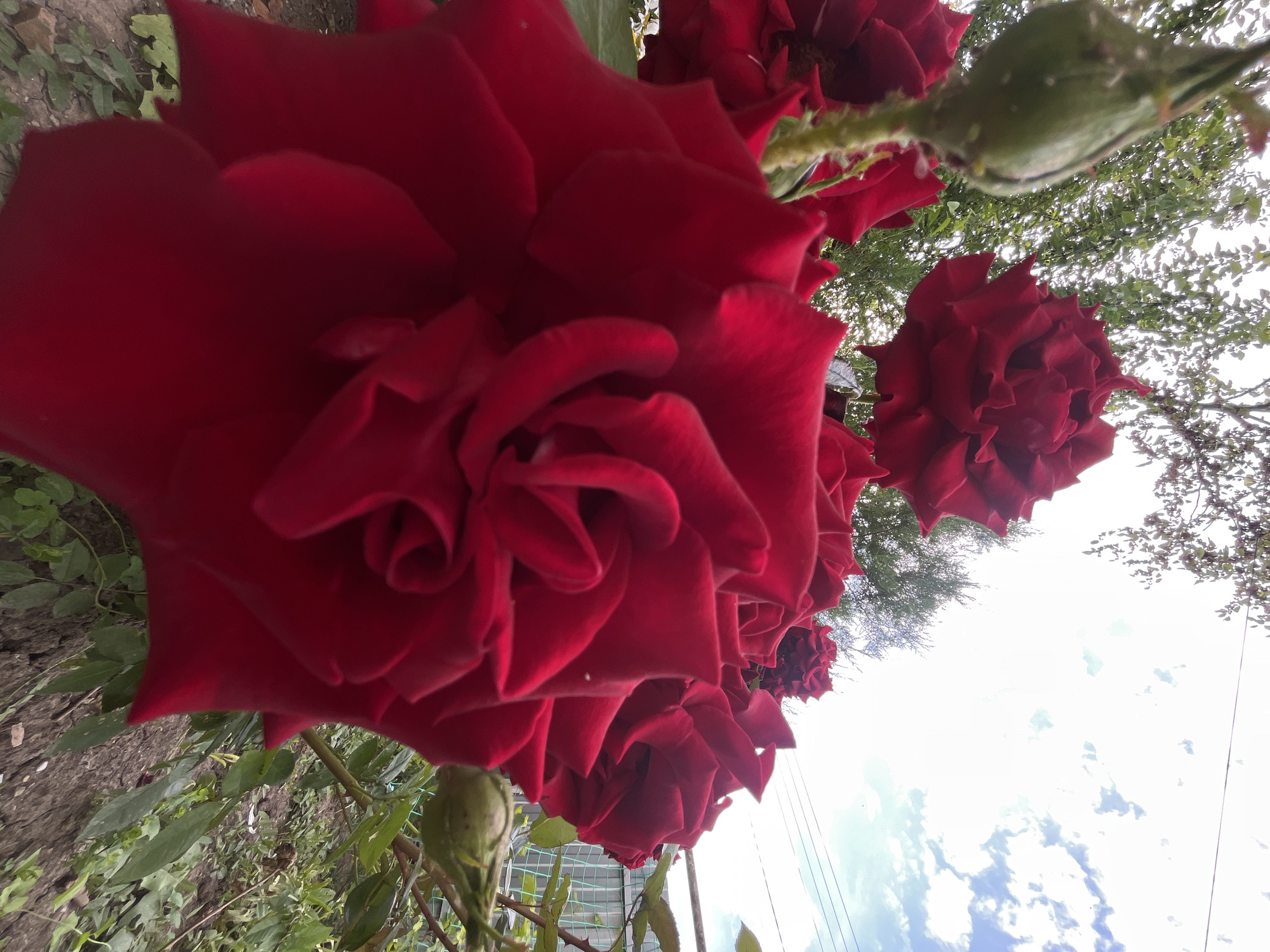 In Novopokrovskaya, Russia, a close-up, low-angle shot captures a cluster of deep red roses in full bloom. The foreground is dominated by a large, velvety red rose, its petals unfurling in intricate layers. To the left, a green rosebud is partially visible, with a few small insects on its surface. In the background, other red roses are in bloom, along with lush green foliage and trees. The sky above is a bright blue, dotted with white, puffy clouds, and a few power lines are strung across the upper right portion of the image. A wire fence is visible to the right, bordering the garden. The ground is covered with dirt and small plants. The lighting suggests it is daytime, possibly late afternoon, with soft sunlight illuminating the scene. There are no people present in the image.