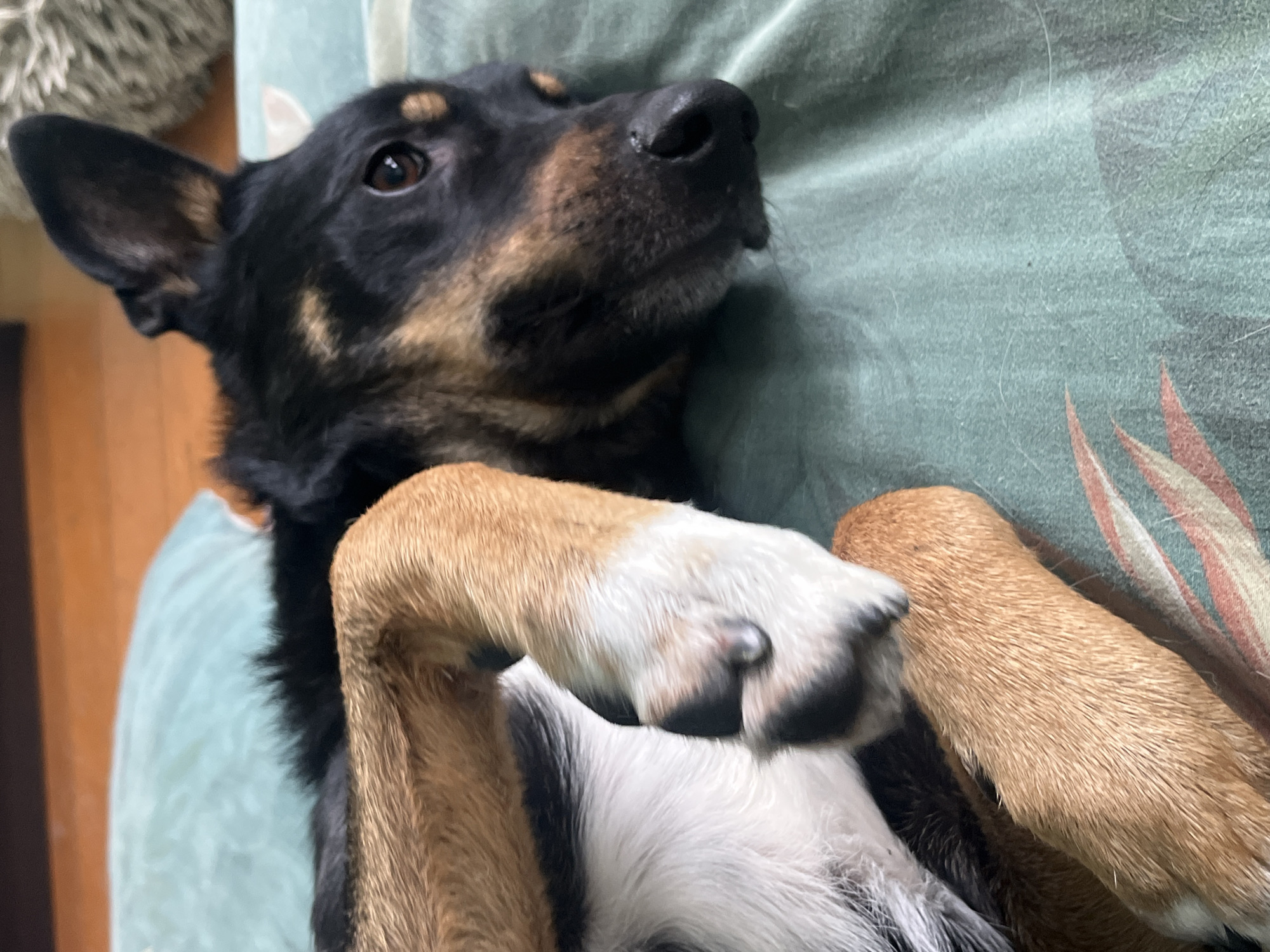 A medium shot of a black and tan dog is captured as it lays on a teal-colored blanket with a faint floral pattern. The dog's head is turned to the right, revealing its dark brown eye and wet nose. Its front paws are crossed over its chest, with the fur on its legs showing a combination of tan, white, and black markings. The background is blurred, with a hint of wooden flooring and a textured object on the right. There is no indication of the specific location within Nizhny Tagil, Russia.