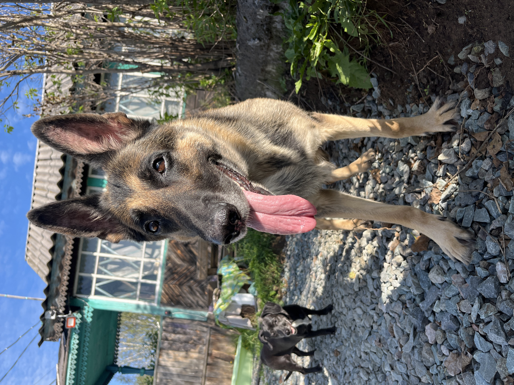 A German Shepherd with its tongue hanging out stands on a gravel surface in front of a wooden house. The house has a grey roof and teal trim around the windows and eaves. A smaller black dog with a white chest stands in the background. Trees and foliage surround the house, and the sky is clear and blue. The scene appears to be set in a rural or suburban area, likely a residential property.