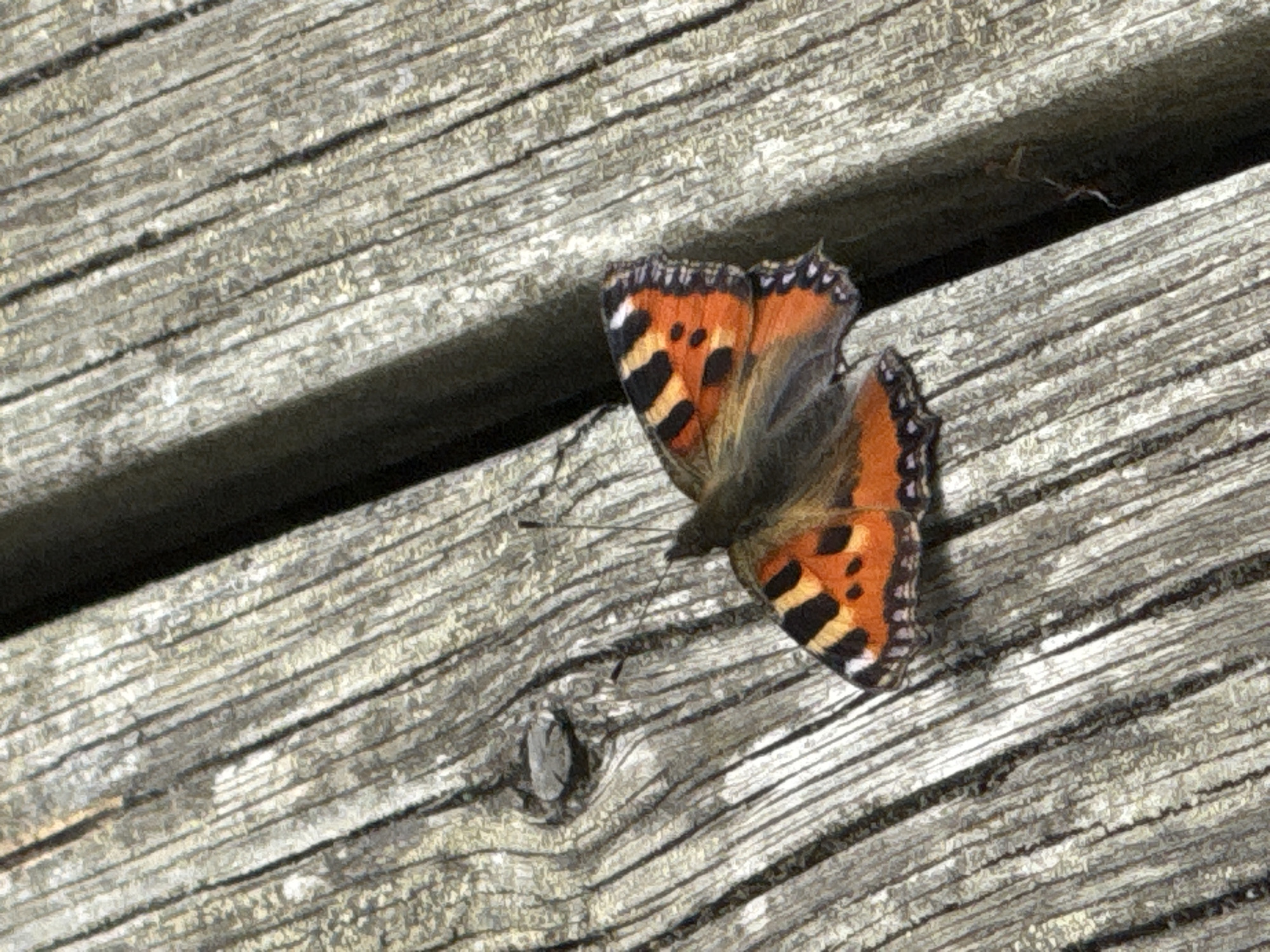 A butterfly with orange and black patterned wings rests on weathered wooden planks. The butterfly is positioned diagonally across the frame, with its wings partially closed. The wood grain is visible, showing vertical lines and a nail head. The background is a dark shadow cast by a nearby object. The scene is a close-up shot, with no people or other animals visible. The location is Österskär, Sweden.