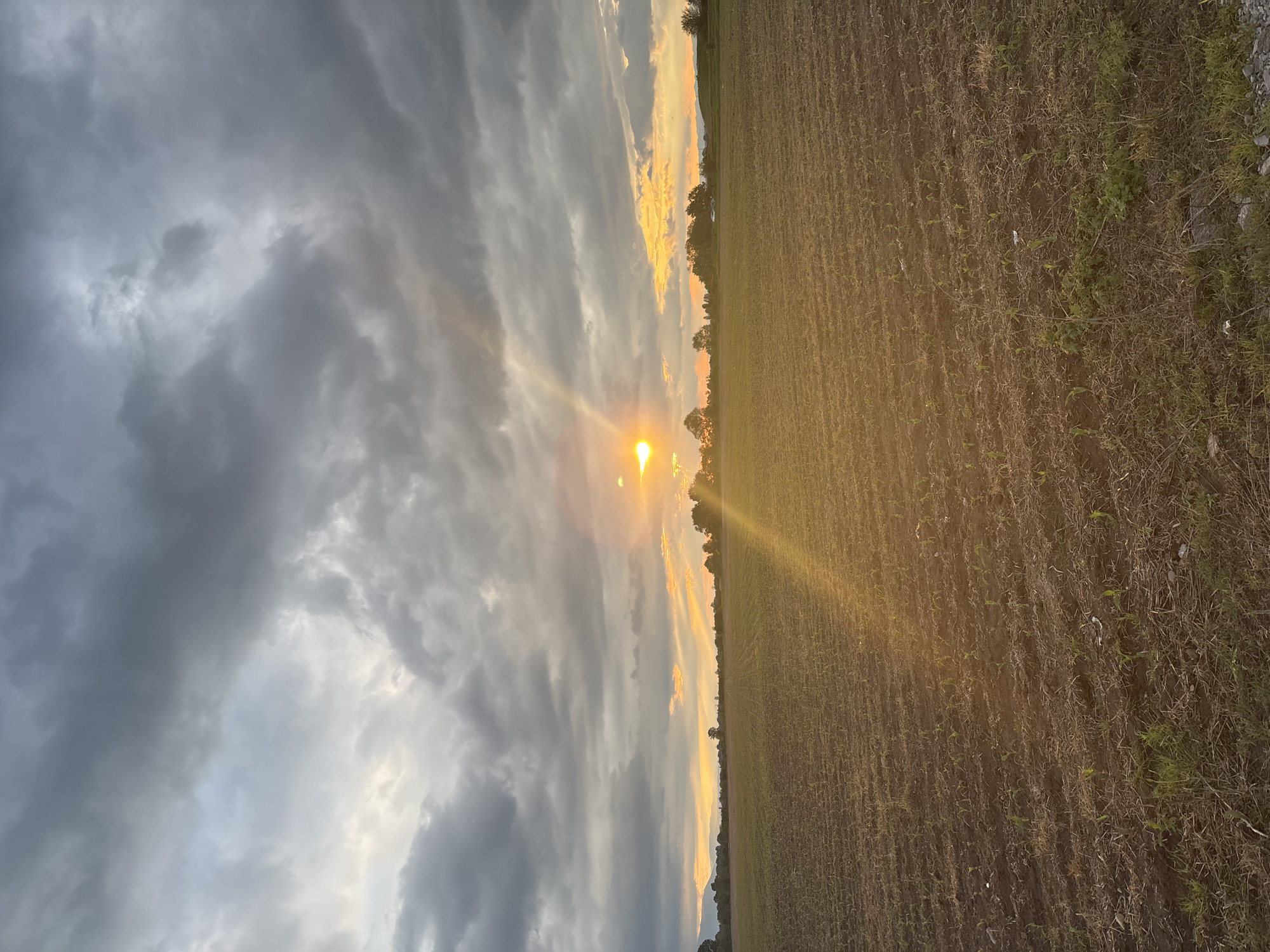 The image depicts a field at sunset. The sky is filled with dramatic clouds, predominantly gray, with streaks of orange and yellow where the sun is setting. The sun is low on the horizon, partially obscured by trees and clouds, casting a bright light with rays extending into the field.
The field is furrowed, with rows of young plants just beginning to grow. The earth is a mix of brown and green, suggesting recent cultivation. The edge of the field transitions into a rougher area with more weeds and grasses.
The location, Doganovo, Bulgaria, is based solely on information provided externally to the image content.
