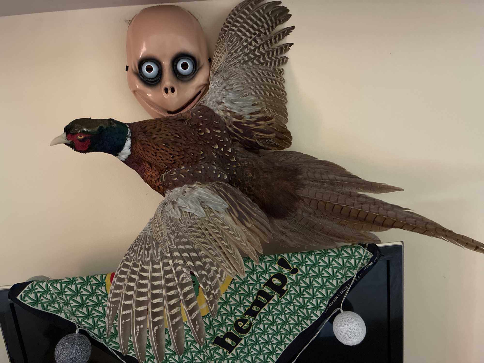 This indoor photograph captures a bizarre and eclectic decorative arrangement against a plain, light-colored wall in Varna, Bulgaria. The central focus is a taxidermied common pheasant mounted in a dynamic, mid-flight pose, with its wings outstretched and tail feathers extended. The pheasant exhibits typical vibrant plumage, including a dark iridescent green head with distinct red facial wattles and a white neck ring, and rich brown, intricately patterned body feathers.
Positioned directly above and slightly behind the pheasant is a creepy, humanoid mask. This mask features a pale, almost flesh-toned face with very large, wide-set, bulging eyes surrounded by dark circles, and a wide, thin-lipped grin that appears fixed and unsettling. The mask's bald head and exaggerated features contribute to its unsettling appearance, reminiscent of the "Momo" character.
Beneath the pheasant and mask, partially obscured, is a decorative object or fabric featuring a repeating pattern of green marijuana leaves on a white background. Bold black text on this item clearly reads "hemp!". Further down, on a black strip, partially visible text includes "100% COTTON" and what appears to be part of a code or brand: "(13573) UTC". To the left and right of this, string lights with spherical, textured lamps (one white, one gray) are visible.
The scene suggests an unconventional display, combining elements of nature (the pheasant), unsettling pop culture (the mask), and counterculture imagery (the hemp-themed item). The lighting is even, suggesting an indoor setting without direct sunlight.