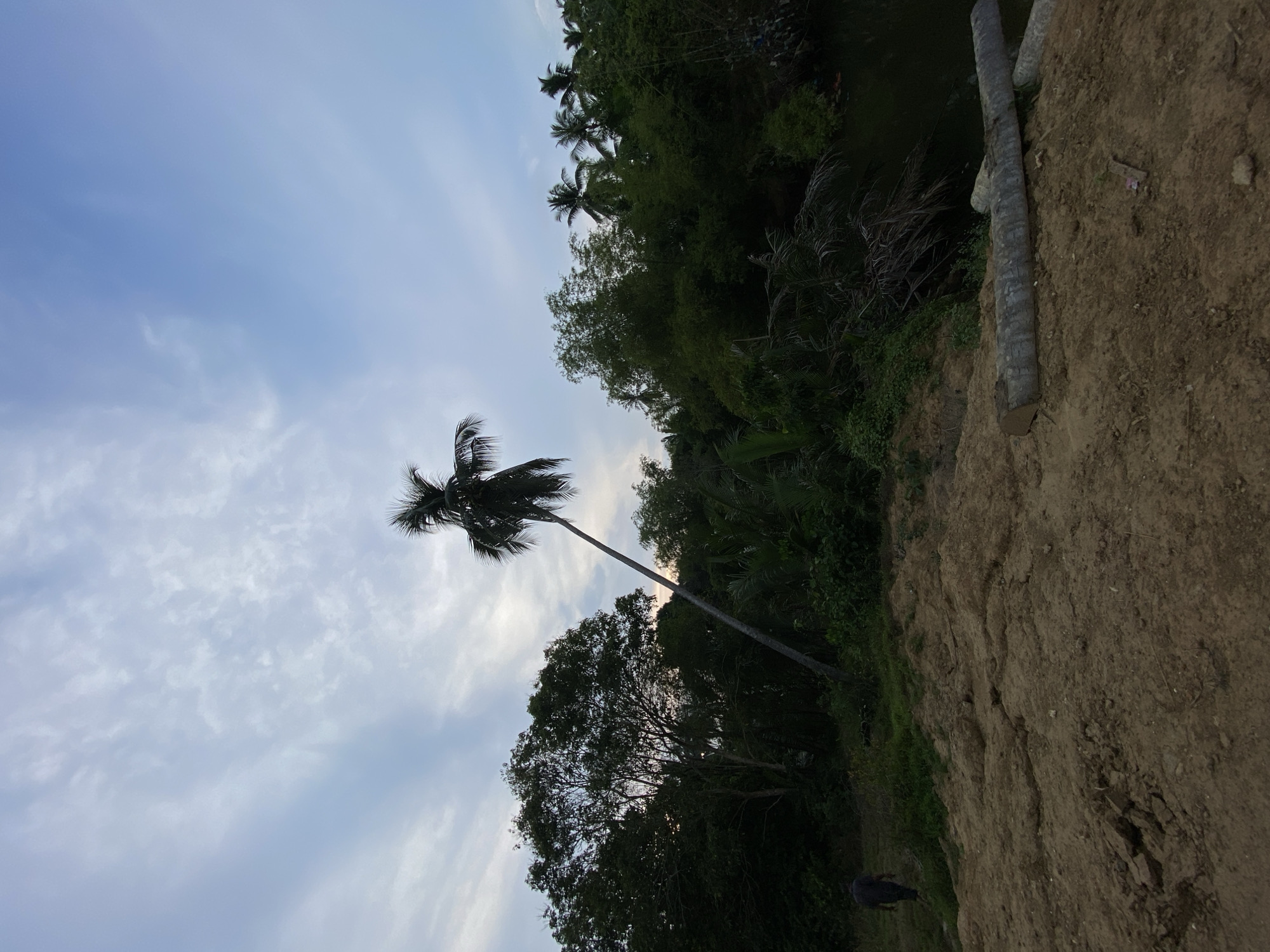 The image depicts a landscape in Tanjongkapai, Indonesia, at what appears to be dusk or dawn. The sky is pale blue with wispy clouds. A tall, slender palm tree stands prominently in the frame, its crown of fronds swaying in the breeze. Below the palm, there is a large leafy tree. Adjacent to a dirt bank that slopes downwards is some other assorted foliage. The image is rotated counterclockwise.