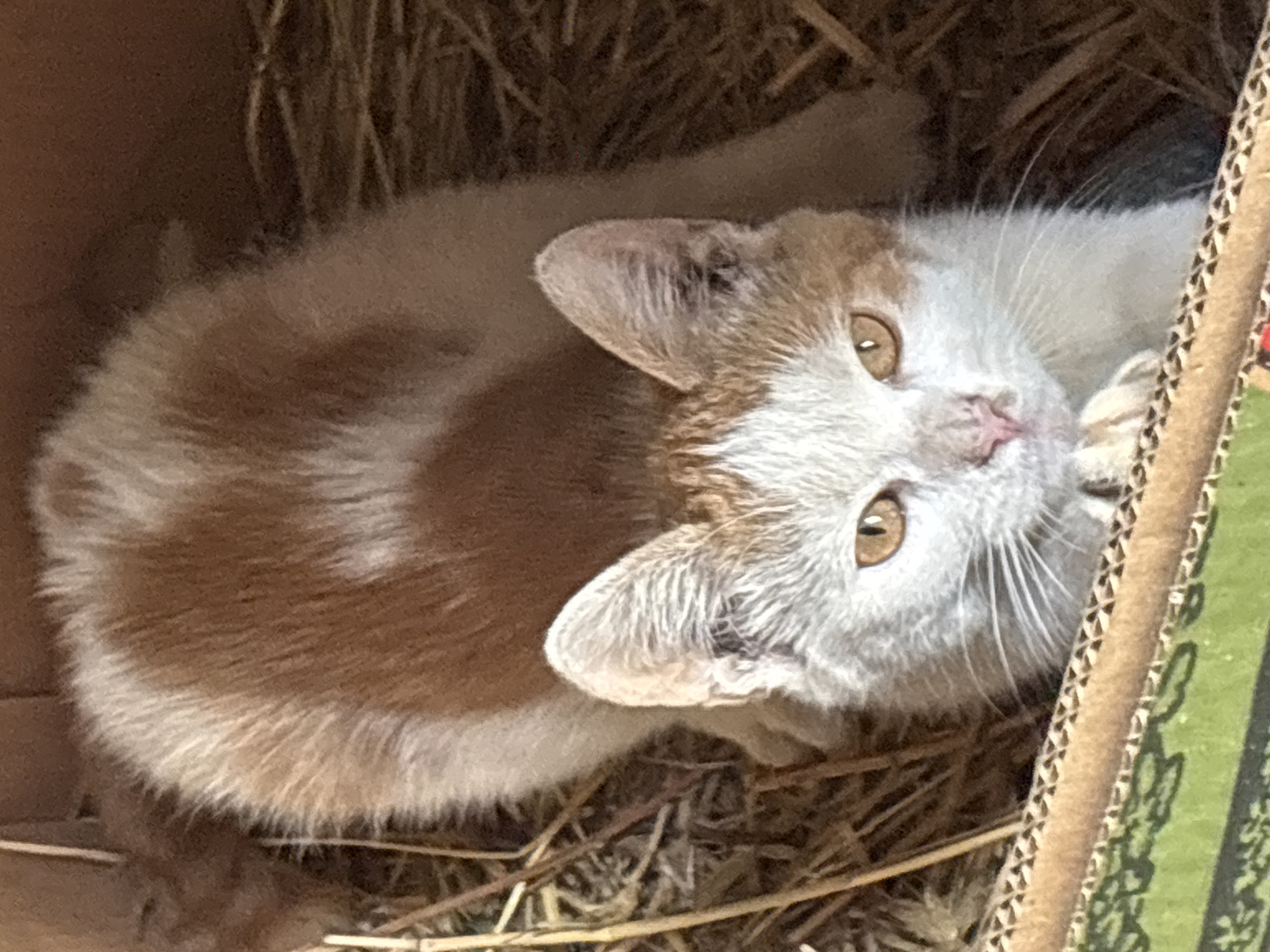 A close-up, high-angle shot shows a ginger and white kitten lying in a cardboard box filled with hay. The kitten is facing the camera, with its body angled to the left. Its eyes are open and amber-colored, and its nose is pink. The kitten's fur is a mix of white and ginger patches, with some ginger markings on its face and ears. The box is made of corrugated cardboard and has green and brown decorative elements on its exterior. The hay appears dry and straw-like. The background is blurred, but appears to be dark and possibly indoors. This image was taken in Zvenigorod, Russia.