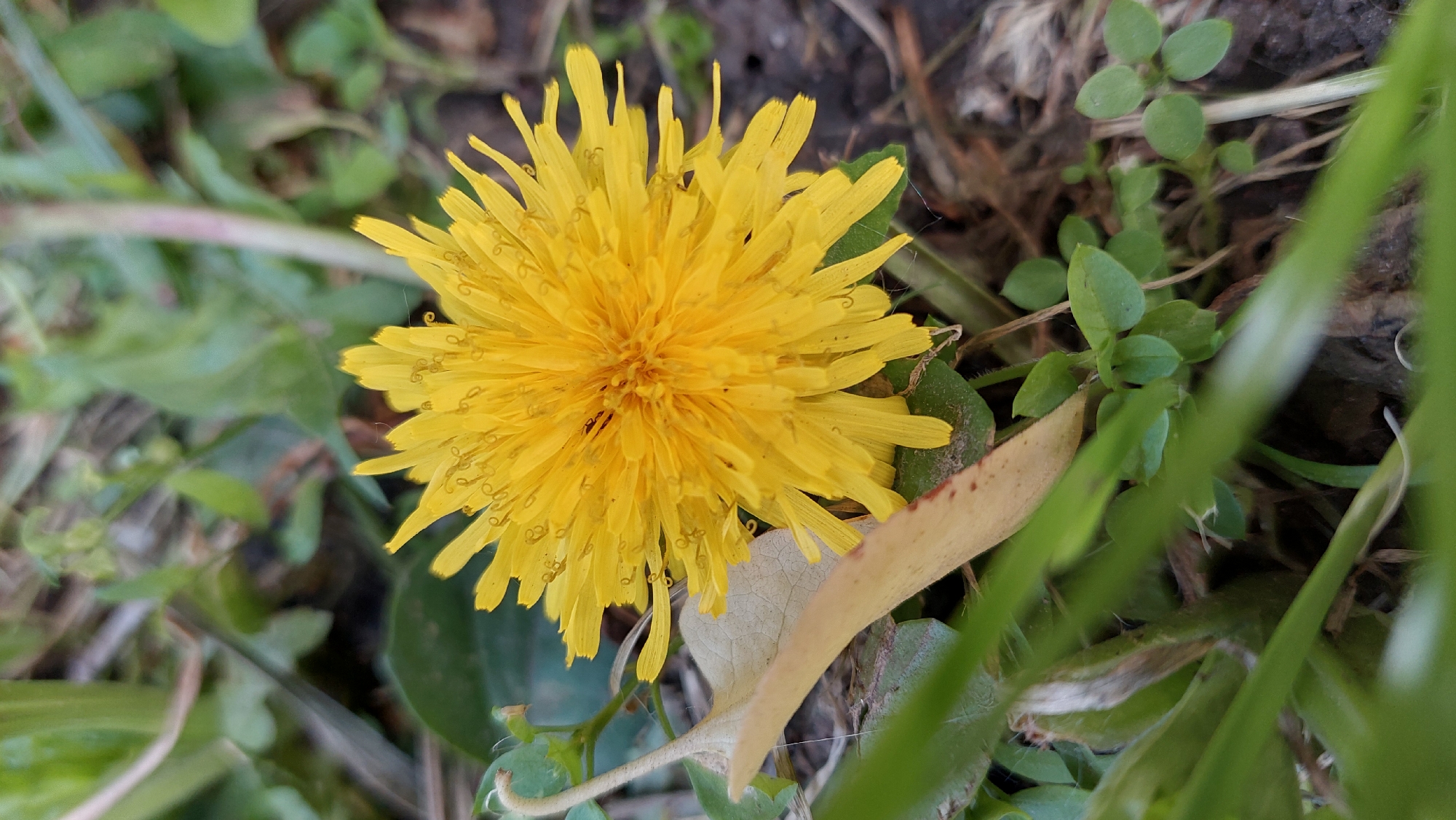 The image displays a close-up view of a vibrant yellow dandelion flower, positioned slightly off-center towards the left. The flower is fully bloomed, featuring numerous slender petals radiating from its dense, golden-yellow core. A striking detail is the presence of many tiny, clear water droplets clinging to the petals, suggesting morning dew or recent precipitation.
The dandelion is nestled within a natural, somewhat wild setting. Surrounding the flower are various green plants, including slender grass blades and small-leaved ground cover, some of which are slightly out of focus. Patches of darker soil and dry, brown vegetation are visible in the background and beneath the flower. A distinctive, faded beige leaf with subtle reddish-brown markings extends from the lower right foreground towards the center. Delicate, fine white spiderwebs are visible on some of the green leaves and dry elements, adding texture to the scene.
The lighting appears soft and natural, indicating daytime conditions. There are no people or specific activities taking place, just a static capture of flora. No visible text is present in the image. The overall impression is one of natural beauty in an outdoor, possibly uncultivated, environment.