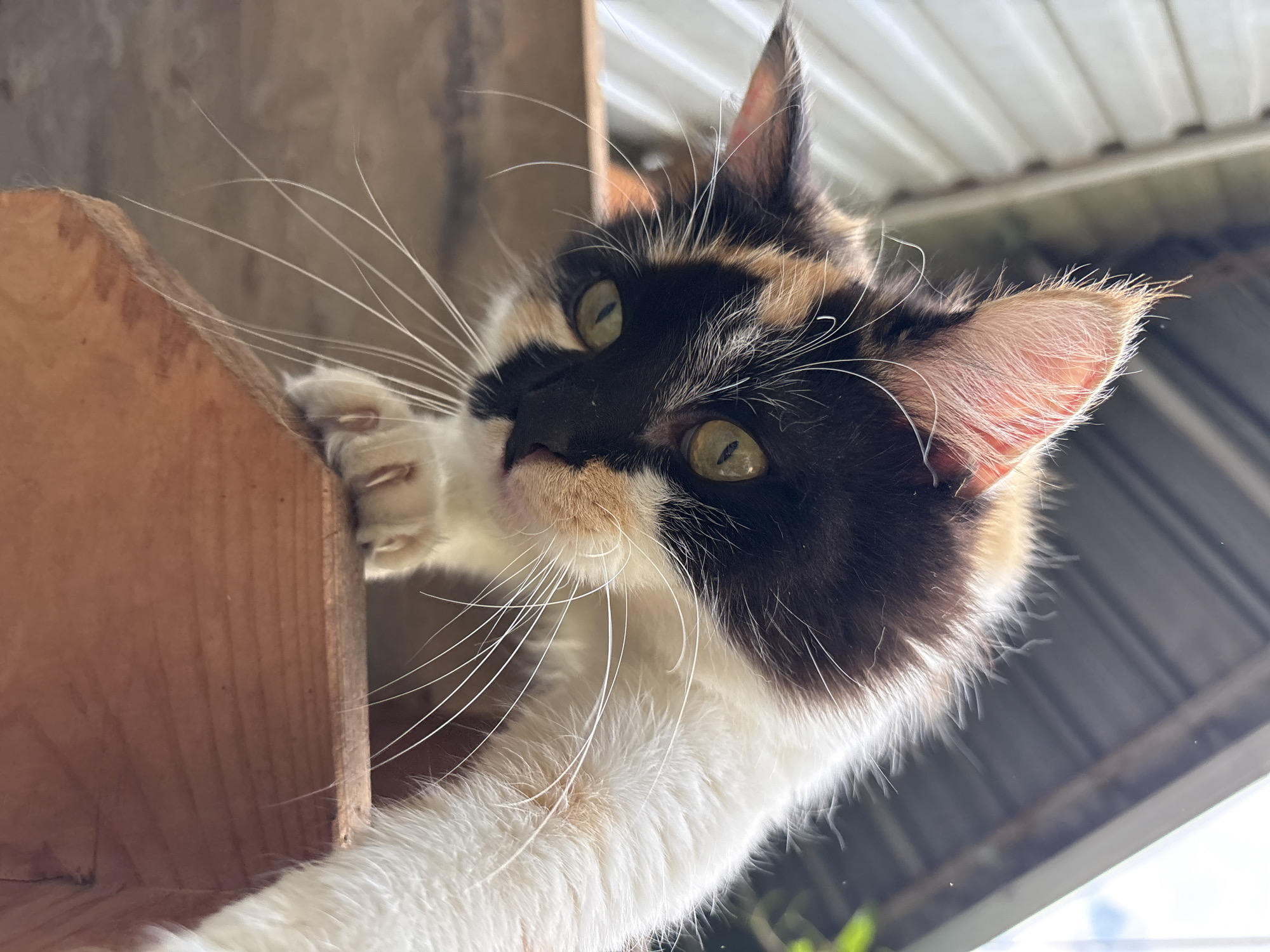 A calico cat with white, black, and orange fur is perched on a wooden surface, looking down at the camera with wide green eyes. The cat's ears are pointed upwards, and its whiskers are long and white. The background is blurred, but appears to be outdoors with some corrugated metal sheeting and greenery visible. The wooden surface appears to be part of a railing or ledge. The image is taken from a low angle, emphasizing the cat's perspective. The location is Almaty, Kazakhstan, based on the provided context.
