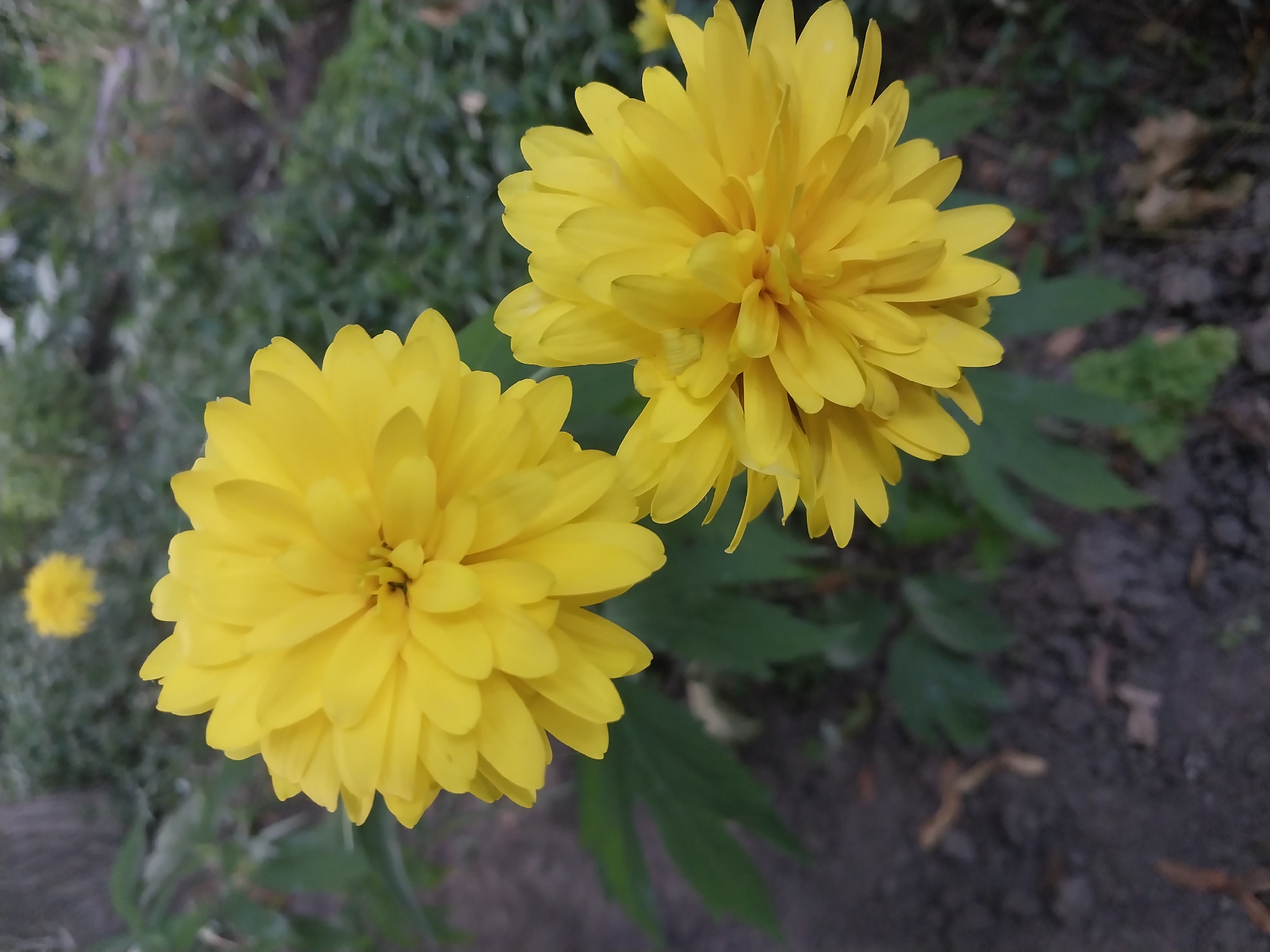 Two bright yellow, spherical flowers are in focus in the foreground, with one flower slightly larger and positioned to the left of the frame, and another to its right and slightly lower. The petals of both flowers are densely packed and appear to be a vibrant yellow. In the background, there is a blurred out area of green foliage and dark soil, with a single, less distinct yellow flower visible further back. The scene appears to be outdoors, likely in a garden or park setting, with the soil suggesting it is in the ground. There are no people or animals visible in the image. The lighting suggests it may be overcast or late in the day.