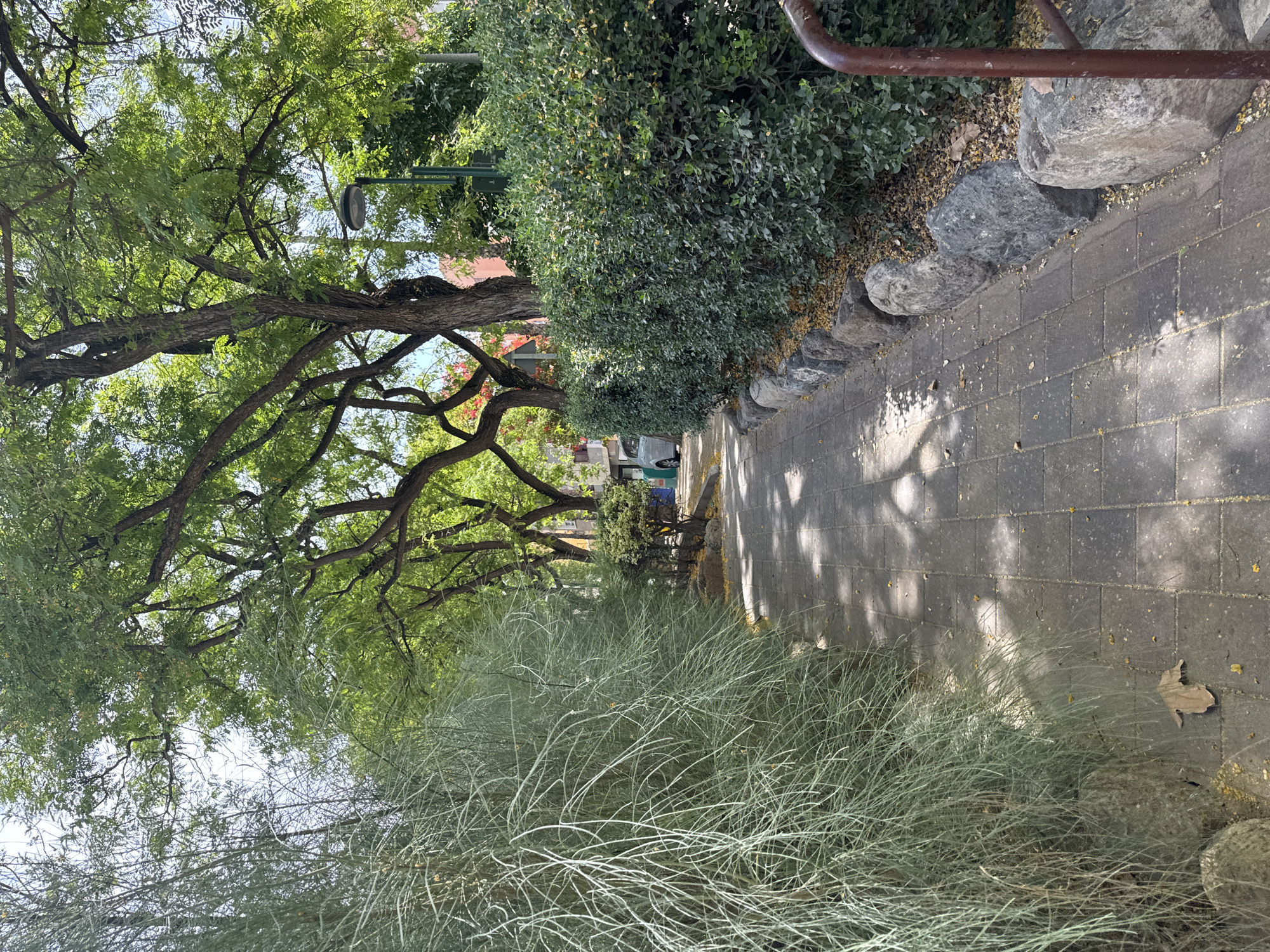 The image depicts a paved pathway in a tree-lined area, likely a park or urban green space. On the left, a dense, feathery green shrub dominates the foreground. To the right of the pathway, a neatly trimmed, dark green hedge runs along the edge, bordered by large, natural stones. The pathway itself is paved with dark grey square tiles, with dappled sunlight filtering through the canopy of mature trees that form an overhead arch.
In the background, glimpses of buildings and a street are visible, suggesting an urban setting. A silver car is parked along the street, and a lamppost with a modern design stands near the hedge. Scattered yellow petals and a fallen leaf are visible on the pathway and surrounding ground. The overall impression is one of a tranquil, shaded walkway within a city environment.
This scene is consistent with locations found in Murcia, Spain, such as the Jardín de Floridablanca or other public gardens within the city known for their mature trees and manicured green spaces.