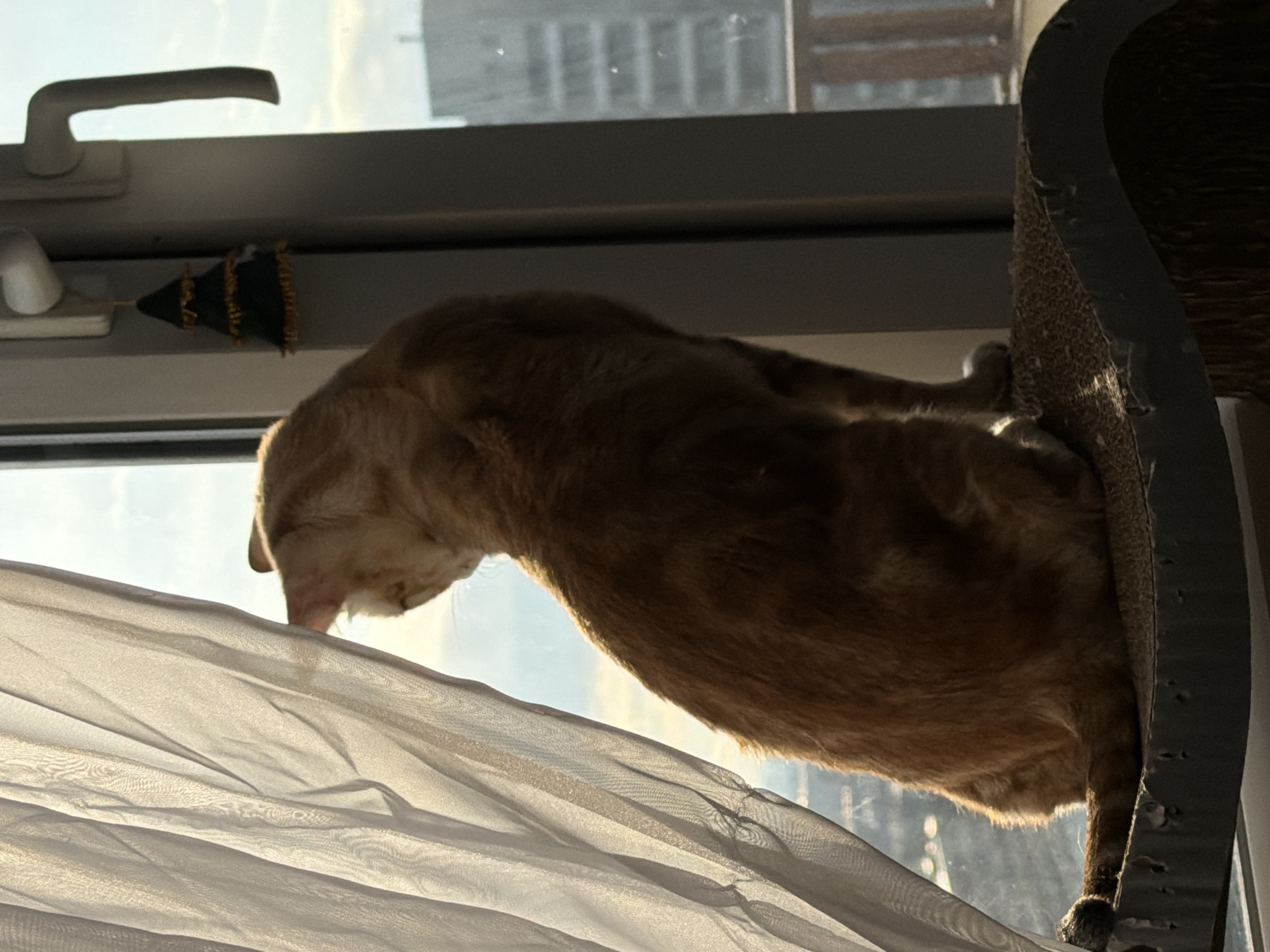 A ginger cat rests on a scratching post near a window. The cat is positioned so that its head is near a white curtain, and its body curves around the edge of the scratching post. The background includes a window with a white handle and a building visible through the glass. The scene appears to be indoors, with sunlight illuminating the curtain and part of the cat. The location is not discernible from the image.