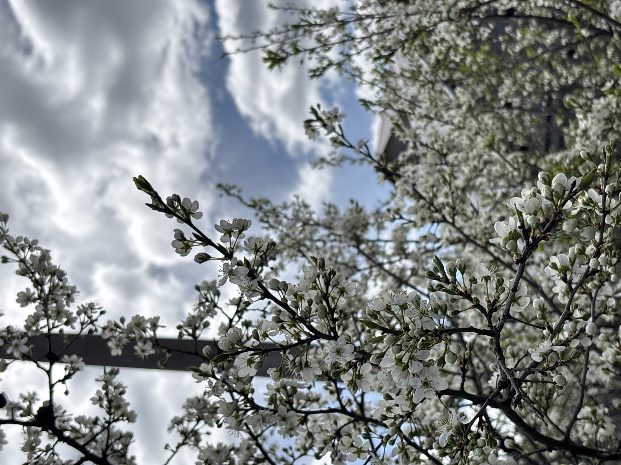 The image depicts white blossoms on tree branches against a cloudy sky with patches of blue. The blossoms appear to be from a flowering tree, and the branches are dark in contrast to the light flowers. A building is slightly visible through the branches. The location is unknown.