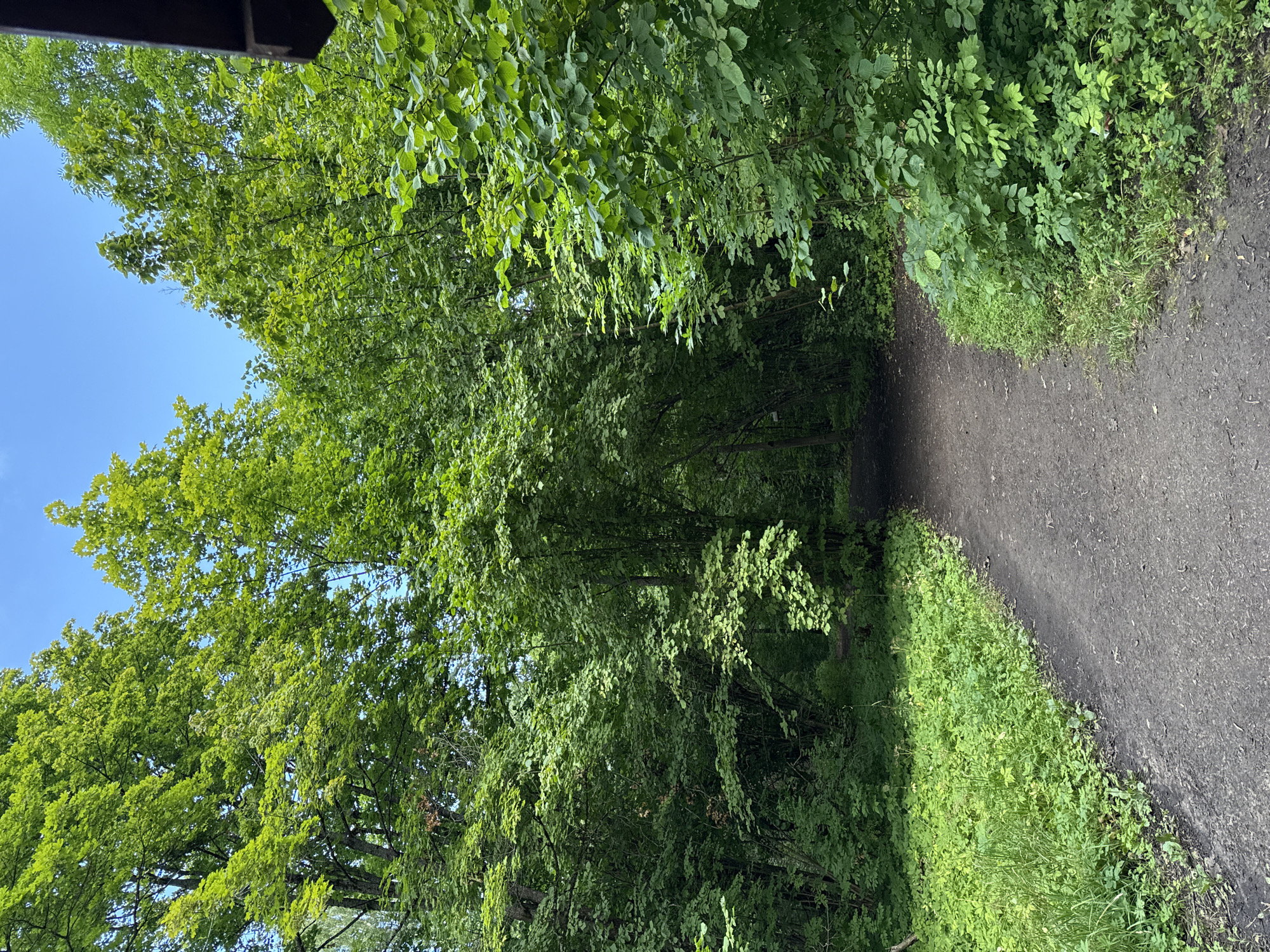 A dirt path winds through a dense forest with lush green foliage. The path is narrow and appears well-trodden, suggesting it is a frequently used walking trail. Tall trees with vibrant green leaves form a canopy overhead, filtering the sunlight and creating a dappled effect on the ground. The undergrowth is thick with various plants and grasses, adding to the natural and wild feel of the scene. The sky is visible in patches through the trees, appearing clear and blue. The overall impression is one of a serene and natural environment, likely a park or a nature reserve within the city of Krasnoye Selo, Russia, offering a peaceful escape from urban life.
