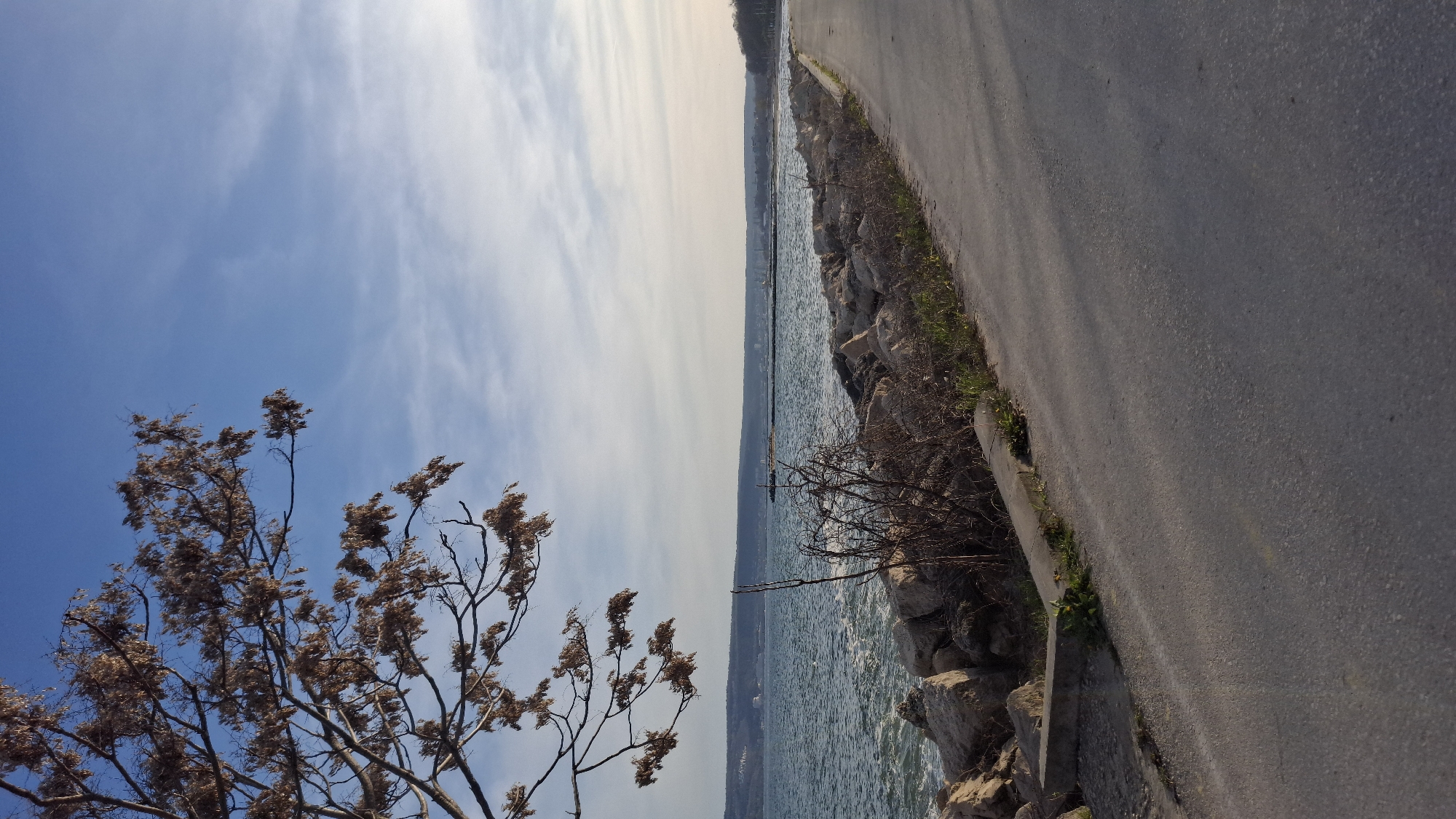 The image depicts a waterfront scene in Varna, Bulgaria. A paved road runs along the coastline, bordered by rocks and sparse vegetation. The water is visible, with a distant shoreline and horizon. A tree with bare branches is prominent in the foreground, silhouetted against a blue sky with scattered clouds. No people are visible. The scene is bathed in sunlight, suggesting a clear day.