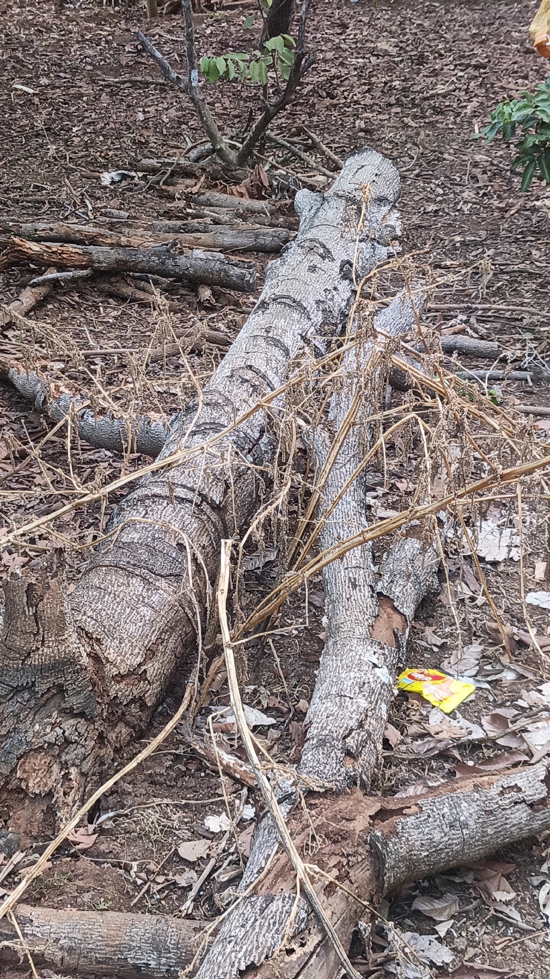 The image depicts a fallen tree trunk in an outdoor environment. The trunk is large and appears to be aged, with rough, textured bark. It is lying on the ground, surrounded by fallen leaves and branches, indicating it is in a natural or semi-natural setting, possibly a park or a wooded area. There are no visible people or animals in the image. The overall scene suggests a natural environment that has been affected by the fallen tree. The image does not provide any information about the city of Kandangmas, Indonesia.