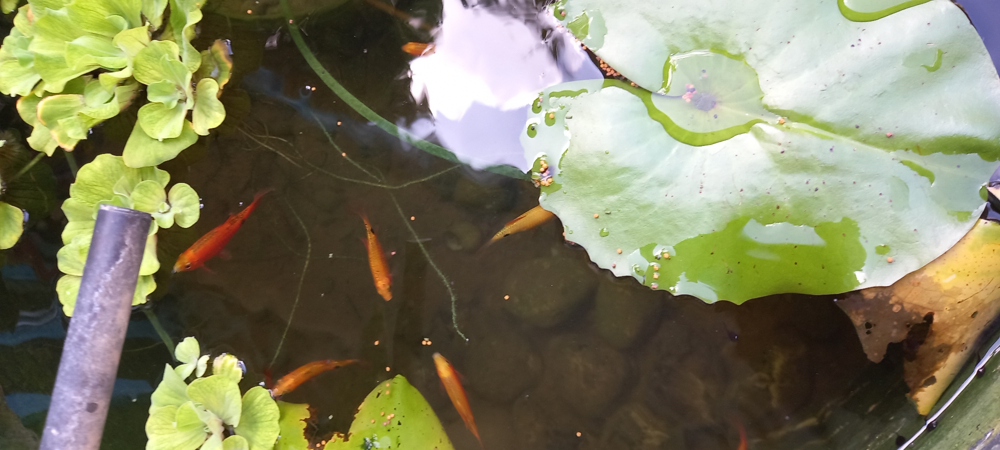 An overhead shot captures a small, murky pond in Baan Chaloklum, Thailand, bustling with aquatic life. Several small, bright orange and gold-colored fish, possibly goldfish or similar species, swim through the dark water. Their forms are partially obscured by the reflections on the water's surface, which show diffused light from above.
The pond is adorned with two types of aquatic plants. On the left and bottom left, clusters of light green water lettuce (Pistia stratiotes) float, their rosette-like leaves forming dense mats. A large, round, light green water lily pad dominates the upper right portion of the frame, with smaller water droplets and some small, orange-brown pellets resting on its surface. More of these pellets, likely fish food, are scattered across the water's surface, indicating recent feeding.
A dark grey, metallic pipe, possibly part of a water feature or structure, extends diagonally into the pond from the left side, partially covered by the water lettuce. The bottom of the pond is visible through the relatively clear, though dark, water, revealing a bed of dark, rounded stones or sediment. The overall scene suggests a tranquil, well-maintained garden pond. There is no visible text in the image.