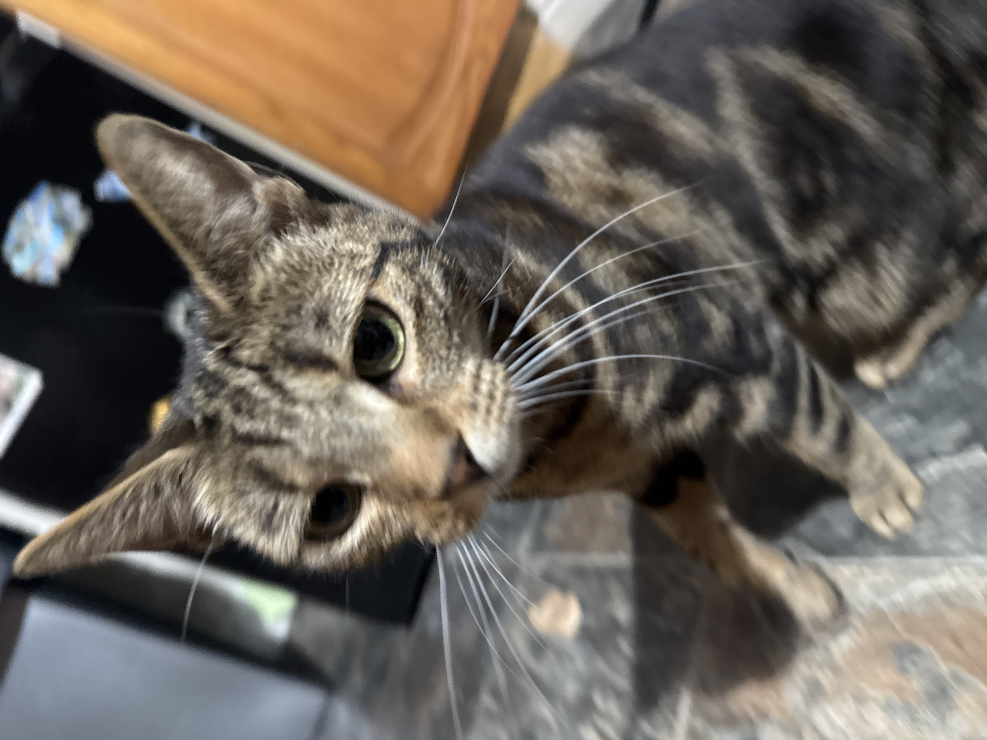 A brown and black tabby cat with green eyes looks up at the camera. The cat's head is angled slightly to the left. Long, white whiskers extend from its face. The background includes a black surface with a blurry white object, a wooden surface, and a gray tiled floor. The scene's location is not discernible from the image alone.