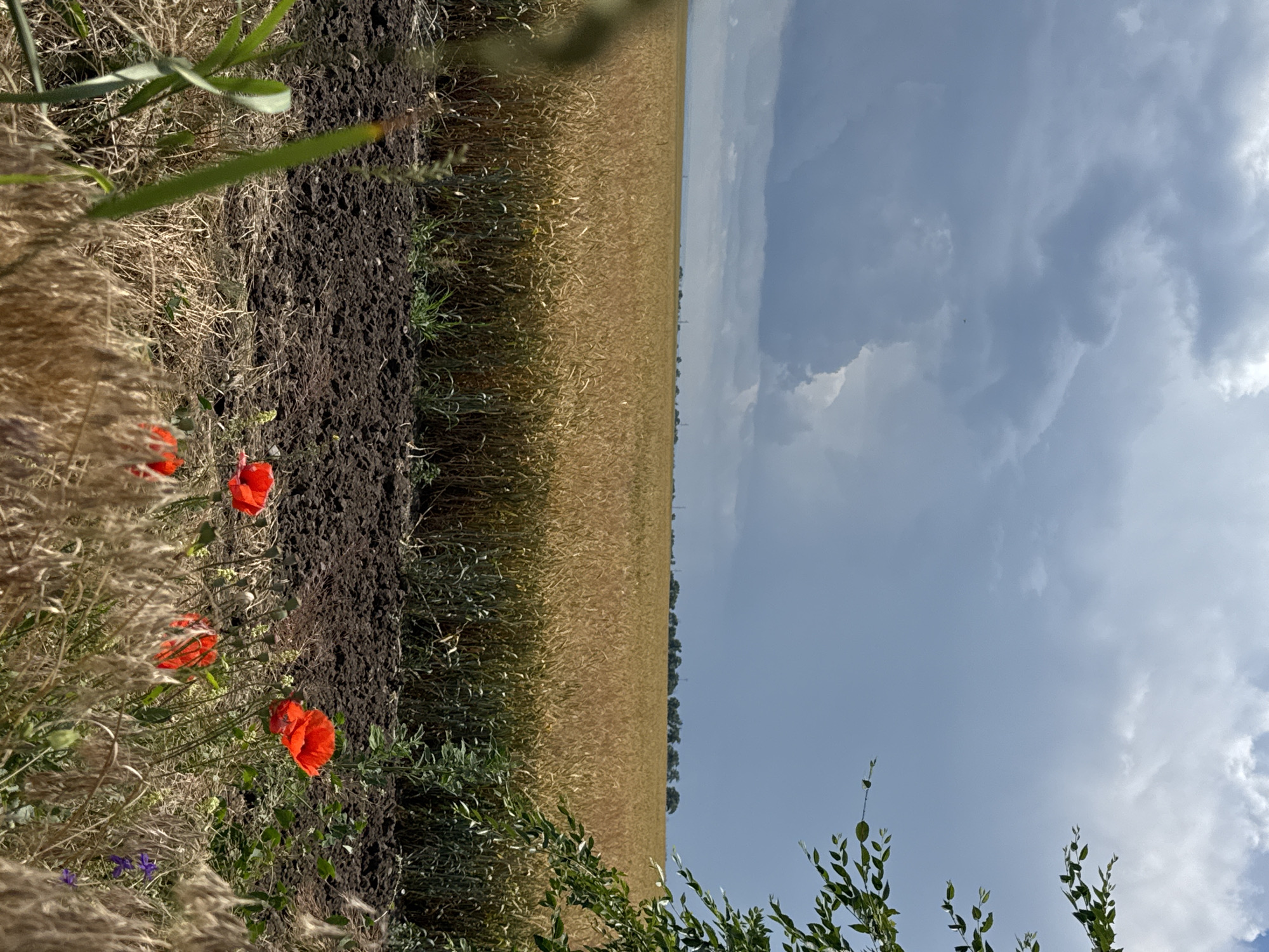 A wide shot captures a field of golden wheat under a dramatic, cloudy sky. In the foreground, a strip of dark soil separates the wheat field from a patch of dry grass and a few vibrant red poppies. A distant line of trees and some faint structures are visible on the horizon. A branch with green leaves drapes into the upper right corner of the frame. The image appears to be taken outdoors.