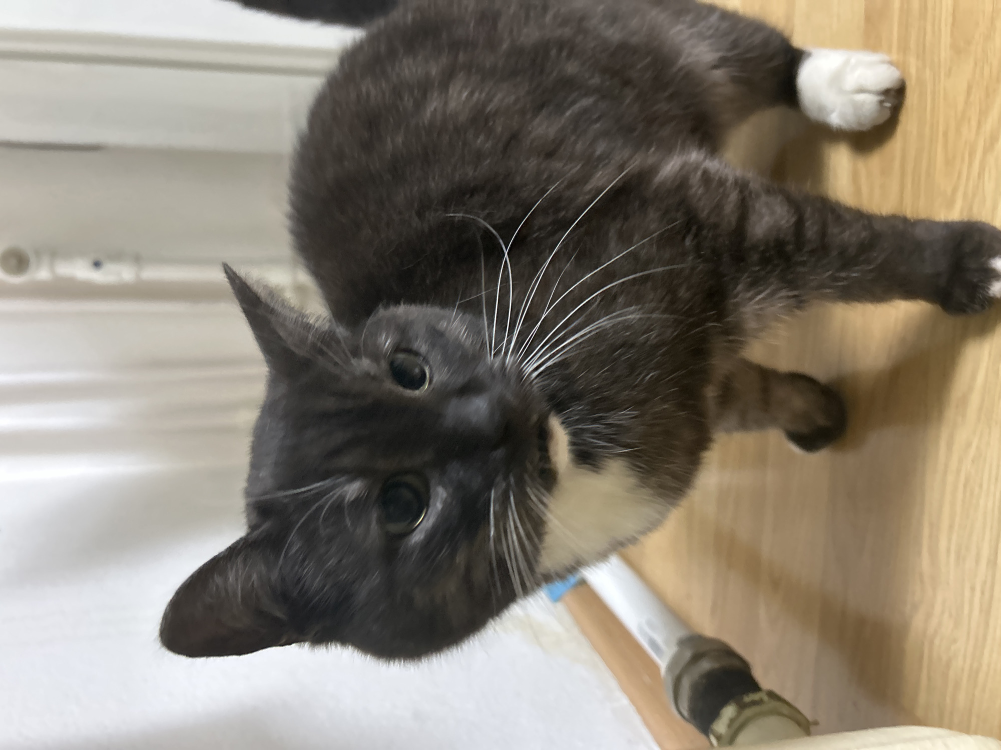 The image depicts an indoor scene with a short-haired domestic cat as the primary subject. The cat is predominantly dark charcoal gray, exhibiting subtle lighter streaks in its fur, with a prominent white bib marking on its chest and throat, and a distinct white right front paw. Its eyes are dark and round, with visible light reflections, and it possesses long, white vibrissae. The cat is standing on a light-colored wooden floor, composed of horizontal planks, facing slightly towards the camera.
In the immediate background on the left, a plain white wall is visible, bordered by a light wooden baseboard at floor level. A white pipe with a light blue stripe runs horizontally along the base of this wall, connected to a grey and tan colored pipe fitting on the far left foreground. The farther background is out of focus, appearing as a blurred white area with faint vertical linear elements, possibly indicative of curtains or a distant wall. A small, indistinct circular fixture is visible higher up in the blurred background. The specific city location of Фоки, Russia, is not discernible from the visual evidence within the image.