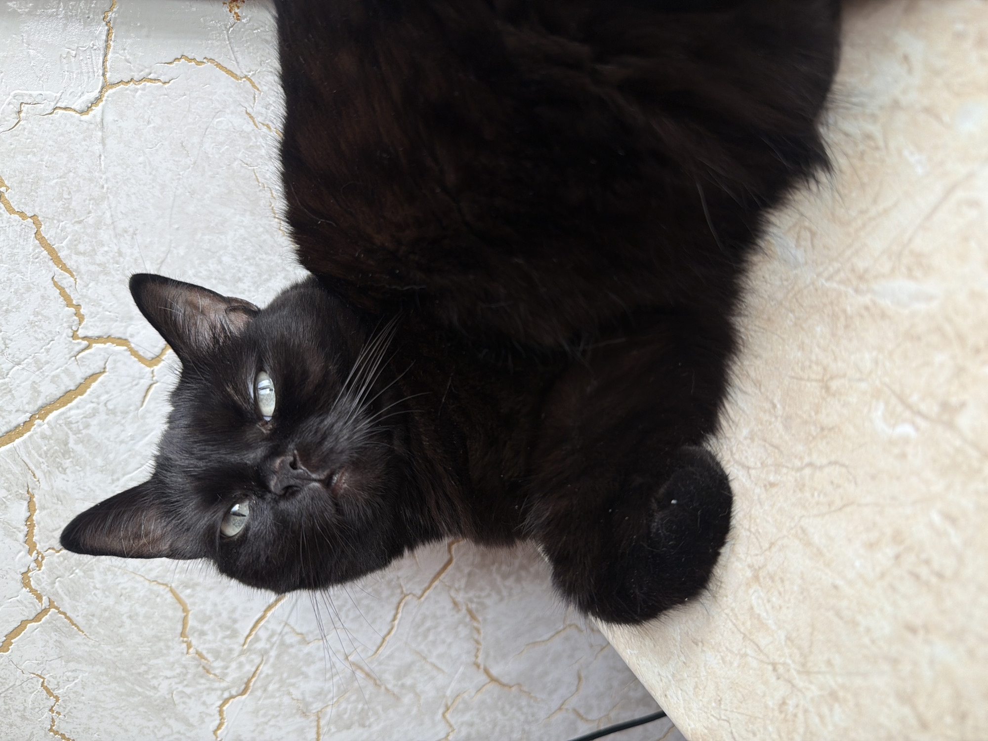 A black cat with light blue eyes is lying on a textured surface, possibly a table or windowsill. The background is a textured wall with a crackled pattern and gold accents. The cat is positioned on the left side of the frame, looking directly at the camera with a neutral expression. Its body extends towards the right side of the image. The lighting appears to be natural, casting soft shadows. The overall scene is a close-up portrait of the cat. There is no information available regarding the specific location in the city of Novosibirsk, Russia, or any other environmental details.