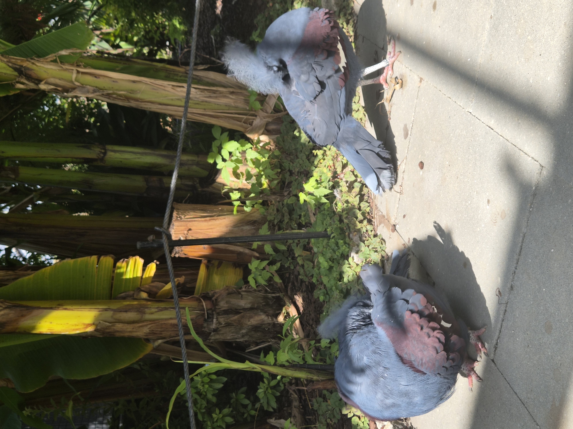 The image displays two crowned pigeons in an outdoor enclosure, likely a zoo or aviary. The pigeons are primarily blue-gray with striking maroon accents on their wings. One pigeon is preening, tucking its head into its body, while the other stands alert, facing away from the viewer, showcasing its elaborate crest and maroon wing feathers. The ground beneath them is paved with light gray concrete tiles, marked by visible cracks and shadows cast by unseen foliage. In the background, lush green vegetation and the thick trunks of banana trees dominate the scene, with sunlight filtering through the leaves, creating dappled light on the ground. A rustic rope fence with wooden posts and metal cabling runs horizontally across the mid-ground, delineating the enclosure. There are no people visible in the image. The environment suggests a warm climate with dense foliage, consistent with a subtropical or tropical setting.