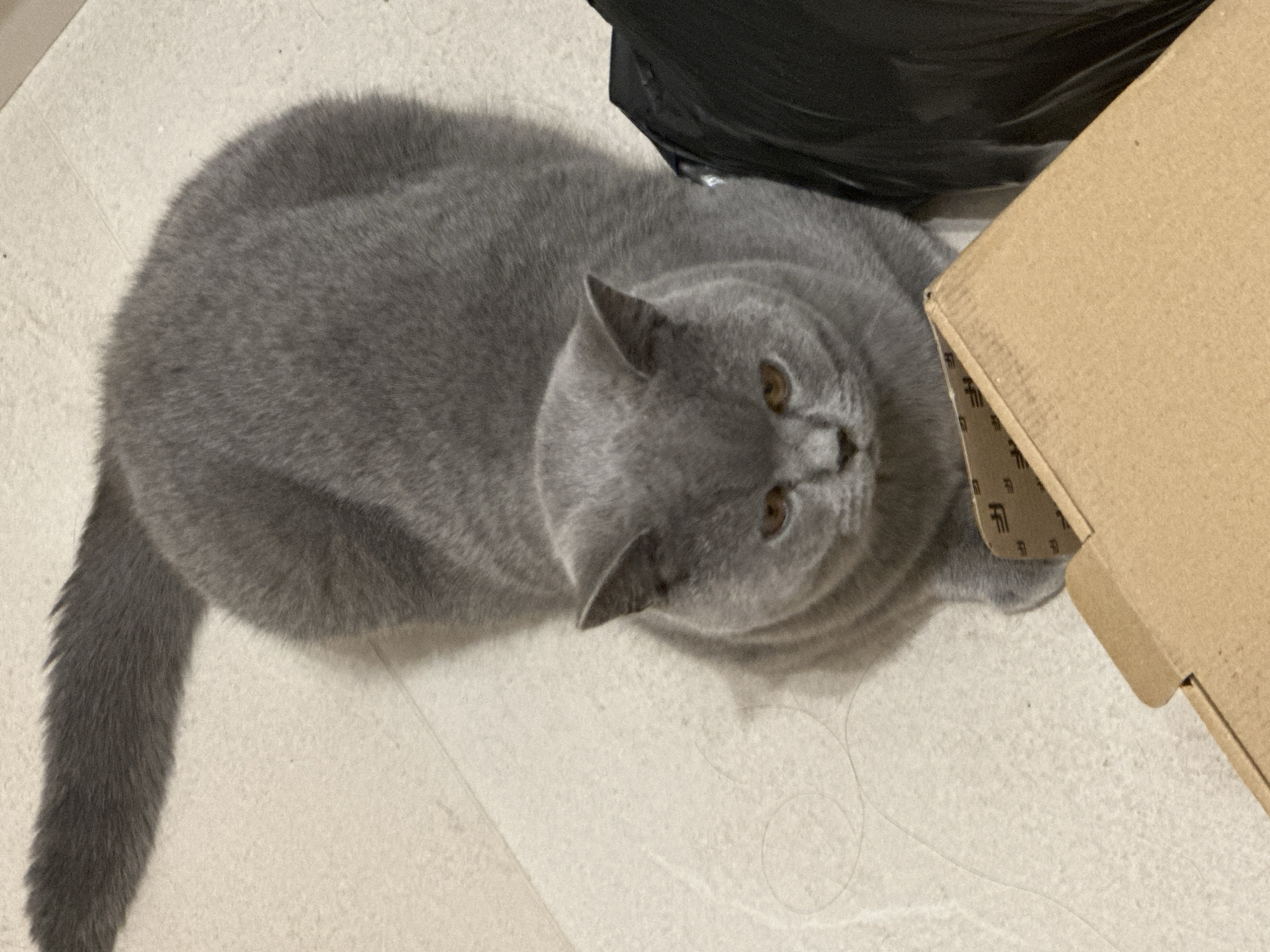 A British Shorthair cat with grey fur and amber eyes is lying on a tiled floor. The cat is facing the camera, with its body extending away from the viewer. To the right of the cat is a black trash bag. In the foreground, there is a partially visible cardboard box. The scene appears to be indoors, possibly in a residential setting.