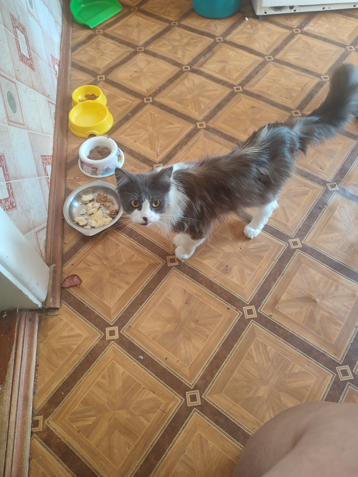 The image shows a cat standing on a tile floor in a room. There are two yellow bowls and a white bowl with food on the floor near the cat. A green dustpan is visible in the background. The cat is a medium-sized, fluffy cat with gray and white fur. The floor is tiled with a pattern of brown and beige squares. The wall is tiled with a pattern of white and pink squares. The scene appears to be in a domestic setting. The image was taken in Chernivtsi, Ukraine.
