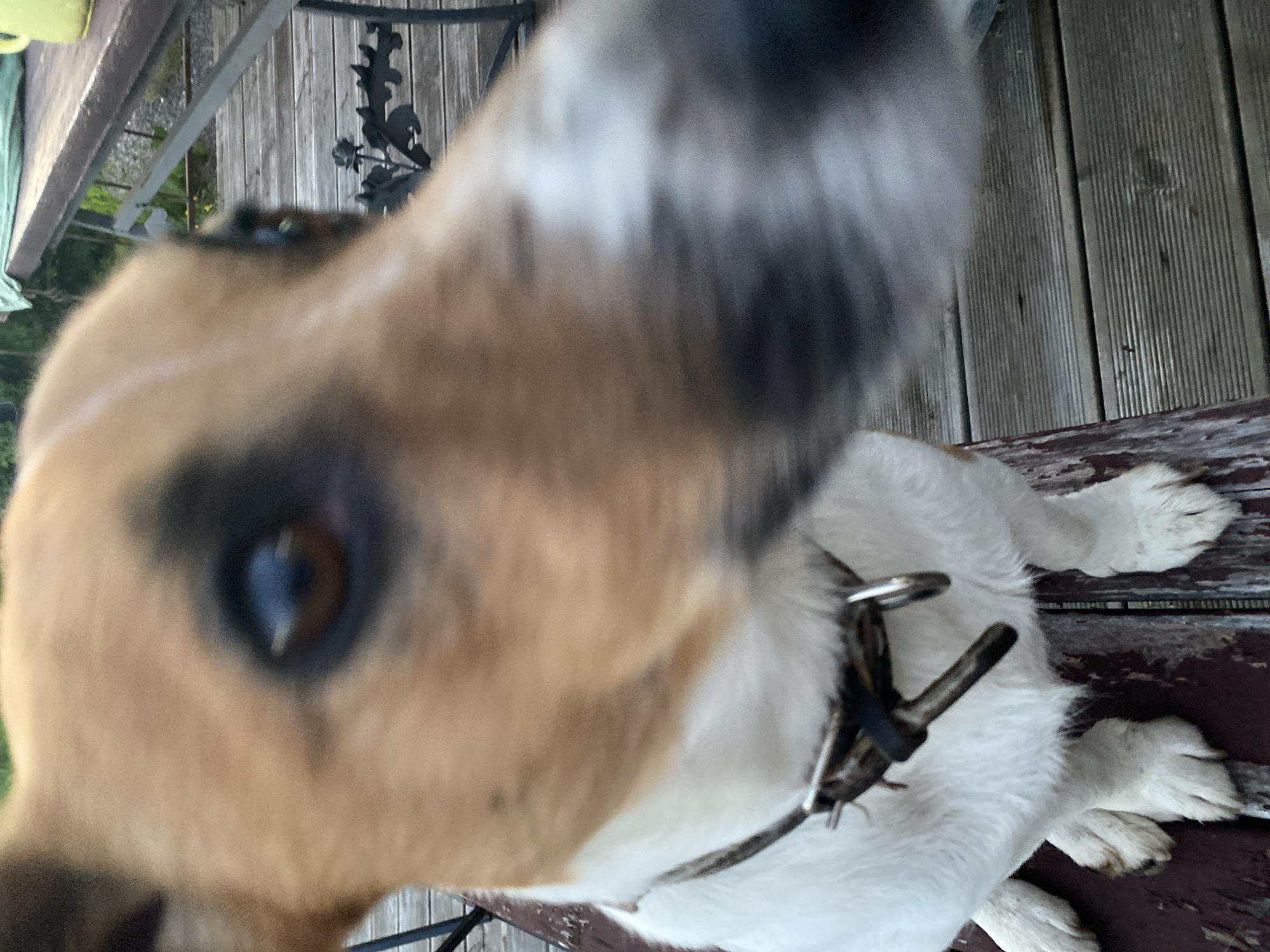 An extreme close-up shot captures the face of a tan and white Jack Russell Terrier. The dog is wearing a dark collar with metal accents. Its head is tilted slightly to the left, with its dark eye visible in the upper left quadrant of the frame. The dog appears to be sitting on a wooden surface, possibly a deck or bench. The background is blurred, but suggests an outdoor setting with hints of greenery and a table. The image does not contain any elements that would indicate a specific location in the city of Bol'shoe Zaborod'e, Russia.