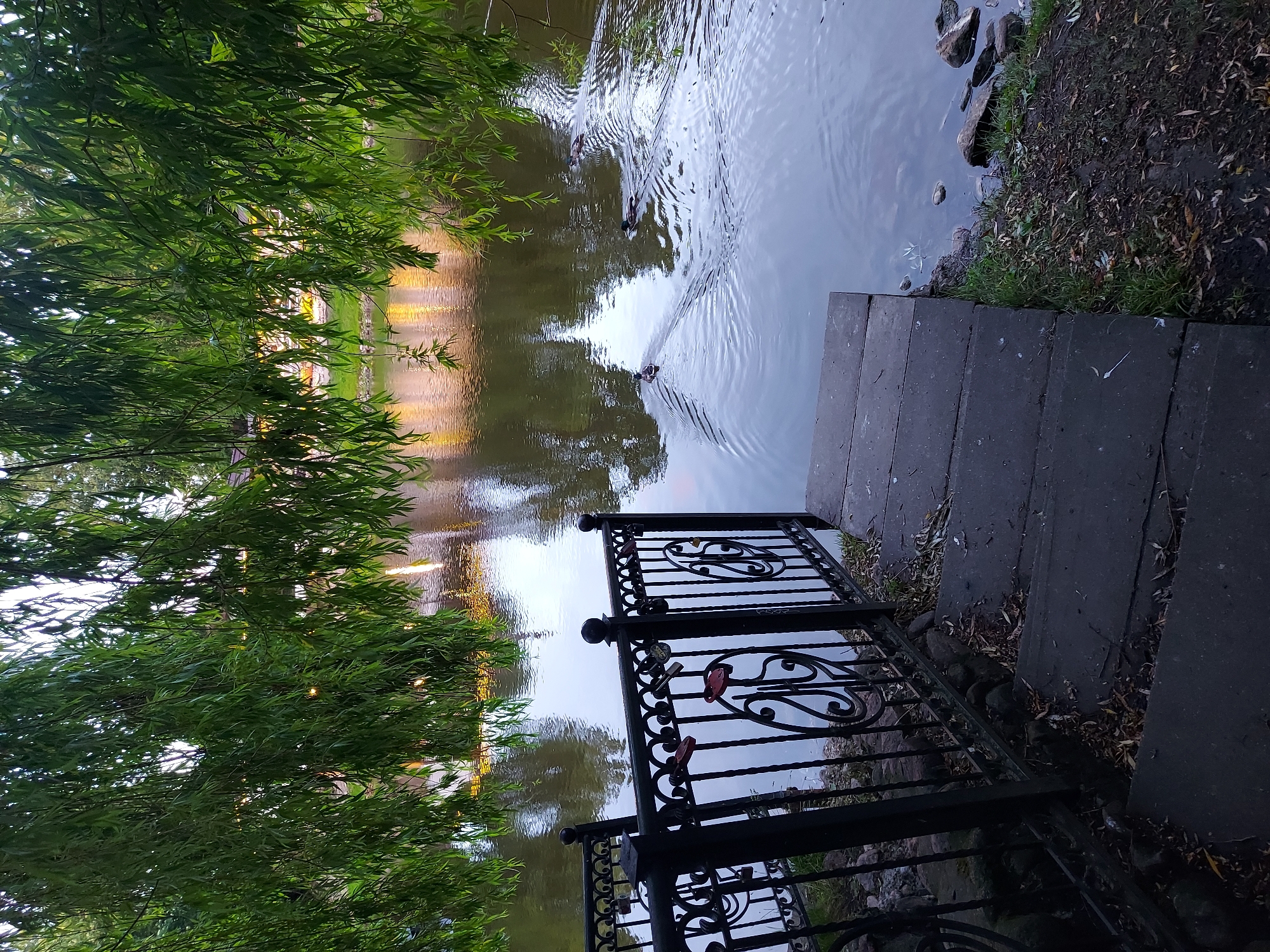 An outdoor shot shows a body of water with three ducks swimming. There is a black metal fence with decorative scrollwork and several padlocks attached to it on the left side of the frame. A set of stone stairs leads down to the water's edge. Willow branches hang from the top of the frame, obscuring the sky. The reflection of buildings with lights is visible on the surface of the water. The image was taken in Brest, Belarus.