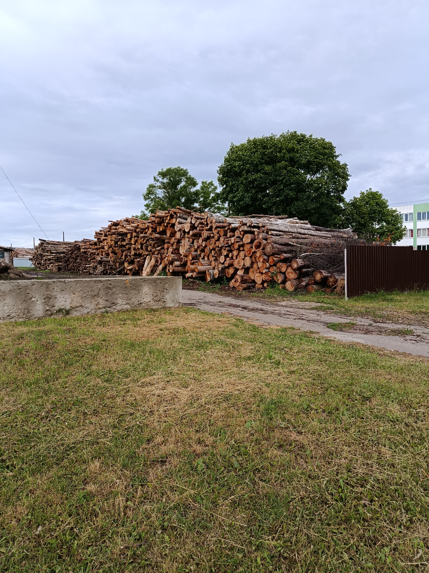 A vast pile of cut logs is stacked outdoors in a dry, grassy area next to a road. The logs are of various sizes and appear to be recently cut, with visible bark and wood grain. A low concrete barrier is visible in the foreground, and beyond the logs, a dark brown corrugated metal fence runs along the side of the road. In the background, several trees with dense green foliage stand tall against a cloudy, pale gray sky. To the far right, a multi-story building with white and green panels is partially visible. The scene suggests an outdoor lumber storage or processing area within the Смілавіцкі сельскі Савет, Belarus.
