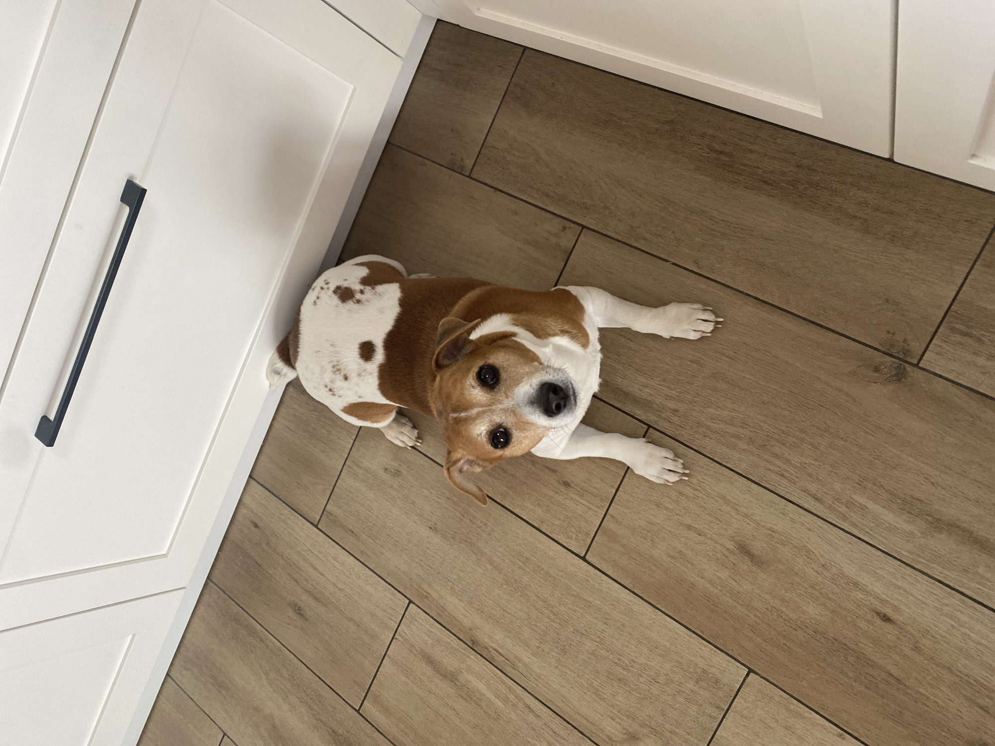 A Jack Russell Terrier dog with white and brown markings lies on a wood-look tile floor next to white kitchen cabinets with a black handle. The dog is looking directly at the camera. The location is indoors, likely a kitchen or similar room with modern interior design. There is no indication that the location is in Chaikovsky, Russia.