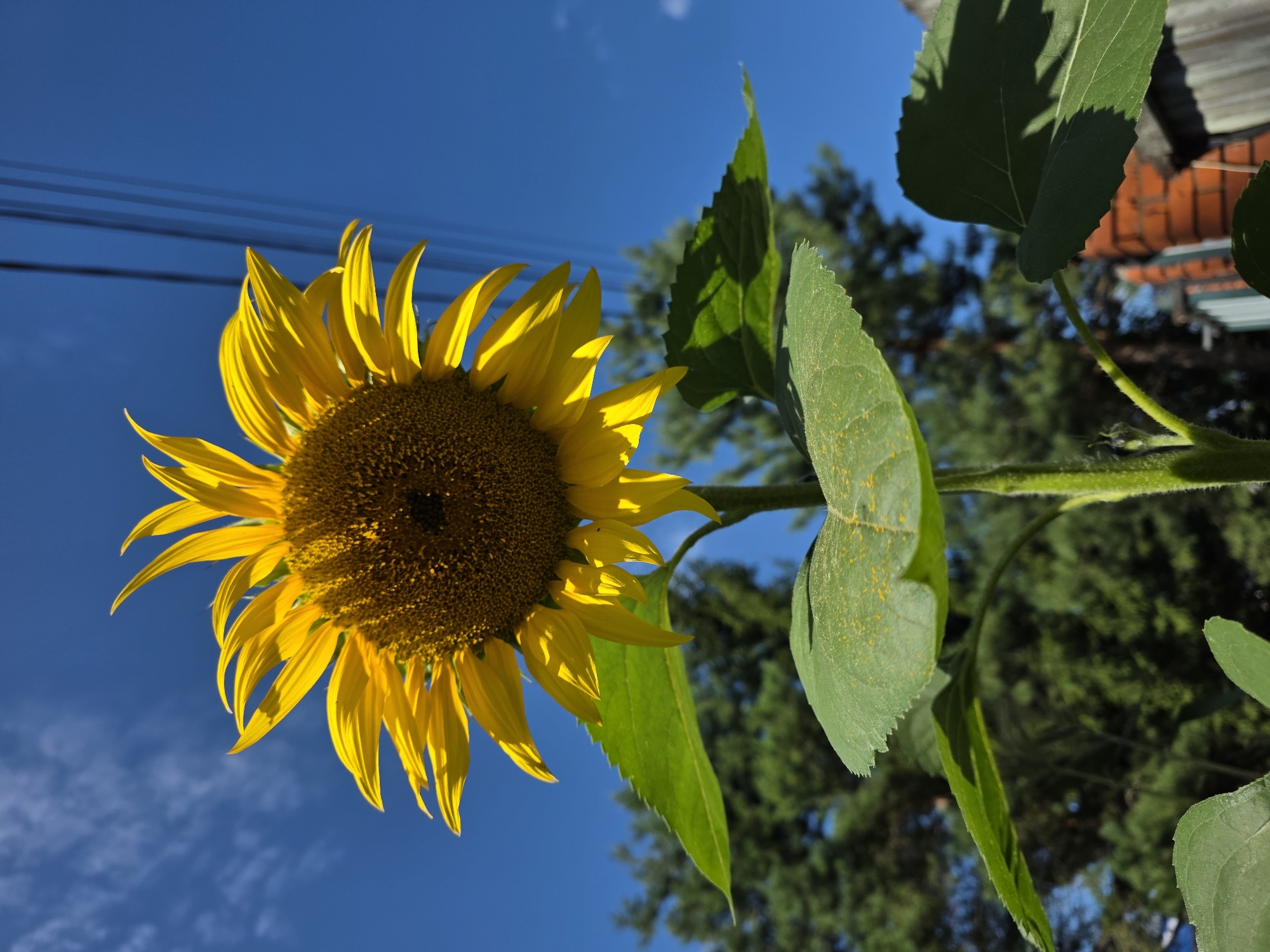 A close-up, low-angle shot captures a vibrant sunflower in full bloom against a clear blue sky with wispy white clouds. The sunflower's large, yellow petals radiate outwards from its dark, textured center. The stem and large green leaves of the sunflower are visible below the flower head, with one leaf in the foreground showing speckles of yellow pollen. In the background, out of focus, are the dark green needles of pine trees, a brick wall, and overhead power lines. The scene appears to be outdoors, possibly in a garden or park, in the city of Rechitsy, Russia. There are no people or animals visible in the image.