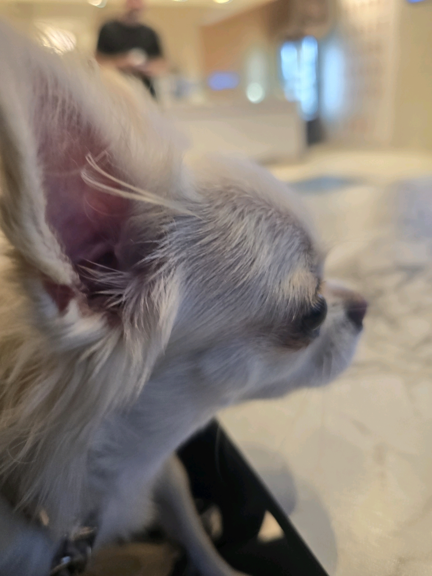 A close-up, side-profile shot of a small, white dog, possibly a chihuahua, is captured with a shallow depth of field. The dog's head is tilted slightly upwards, and its large ears are prominent, with the left ear showing pink inner tissue. Its eye is dark and appears to be looking to the right, with a hint of its dark nose visible. The dog's fur is fine and light-colored, with some strands appearing slightly disheveled. The background is blurred and indistinct, suggesting an indoor environment. In the further background, a person is visible, out of focus and wearing a dark shirt. The setting appears to be a domestic or casual indoor space, with muted lighting and soft textures contributing to the overall impression. The image does not contain any information that would allow for the determination of its location in Granada, Spain.