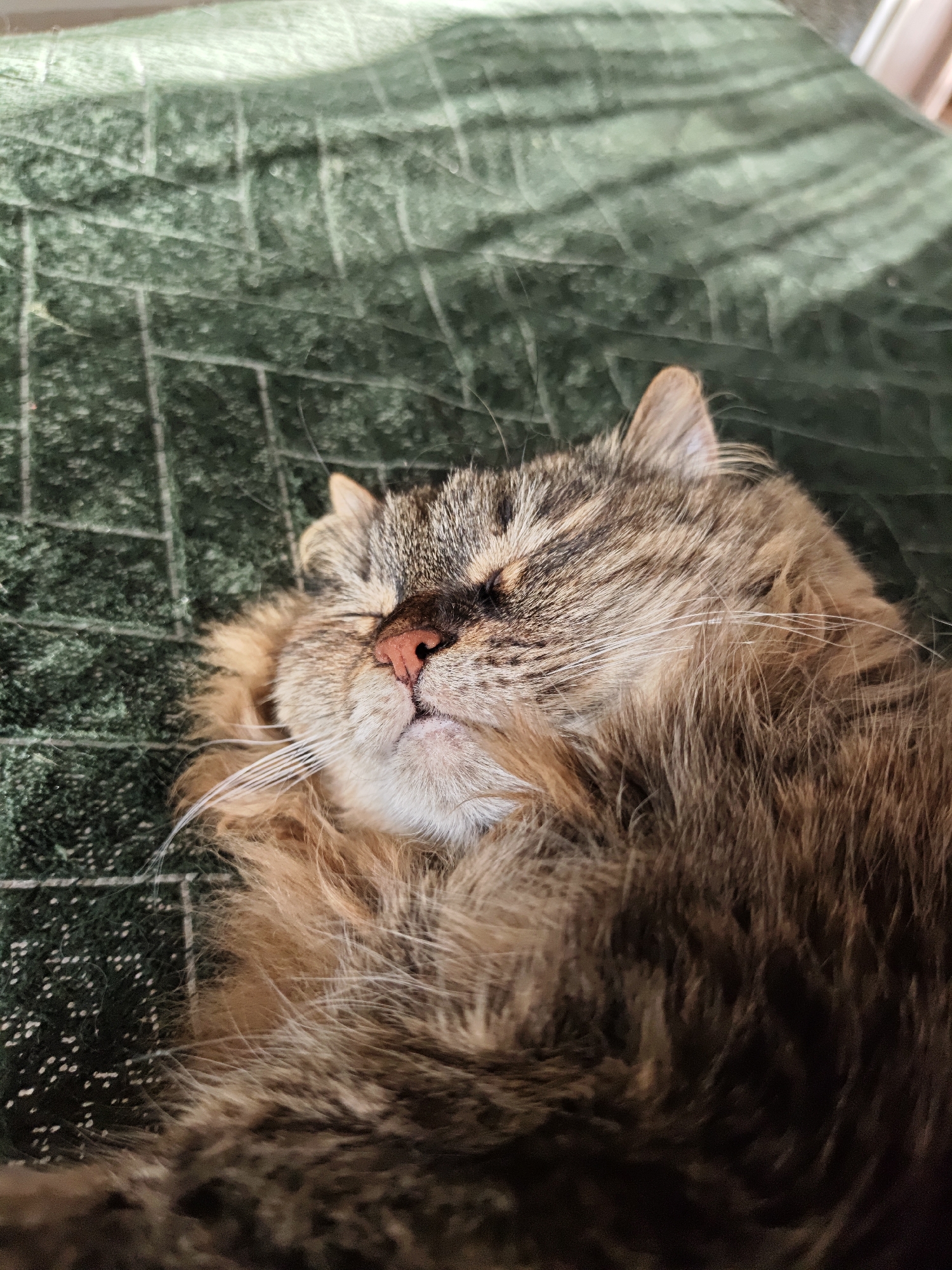 This is a close-up, high-angle shot of a cat sleeping. The cat is a tabby with brown, black, and tan fur. Its eyes are closed, and its nose is pink. Long white whiskers are visible. The cat is resting on a dark green, textured surface that appears to be a blanket or upholstery with a subtle grid pattern. The lighting suggests it is daytime, possibly indoors, given the soft illumination and lack of harsh shadows. The cat appears relaxed and peaceful. The image is taken from a perspective slightly above the cat, emphasizing its slumber. There is no visible text in the image. The location context is Odesa, Ukraine.