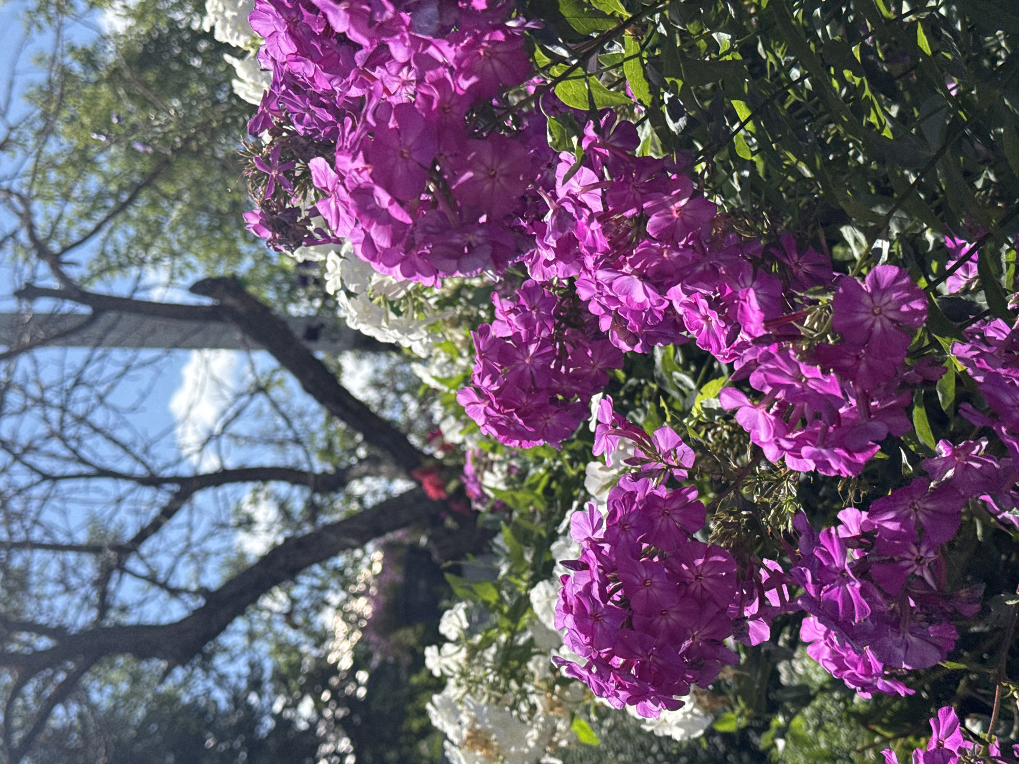 In the foreground, clusters of vibrant purple phlox flowers dominate the scene, with their delicate petals catching the sunlight. Behind them, masses of white flowers create a soft contrast. The background reveals the silhouette of a large, bare-branched tree against a bright blue sky dotted with a few wispy clouds. Green foliage and hints of other colored flowers are visible throughout the garden. The overall impression is that of a sun-drenched garden in bloom. This image is not located in Prokopyevsk, Russia, but rather depicts a natural outdoor scene.