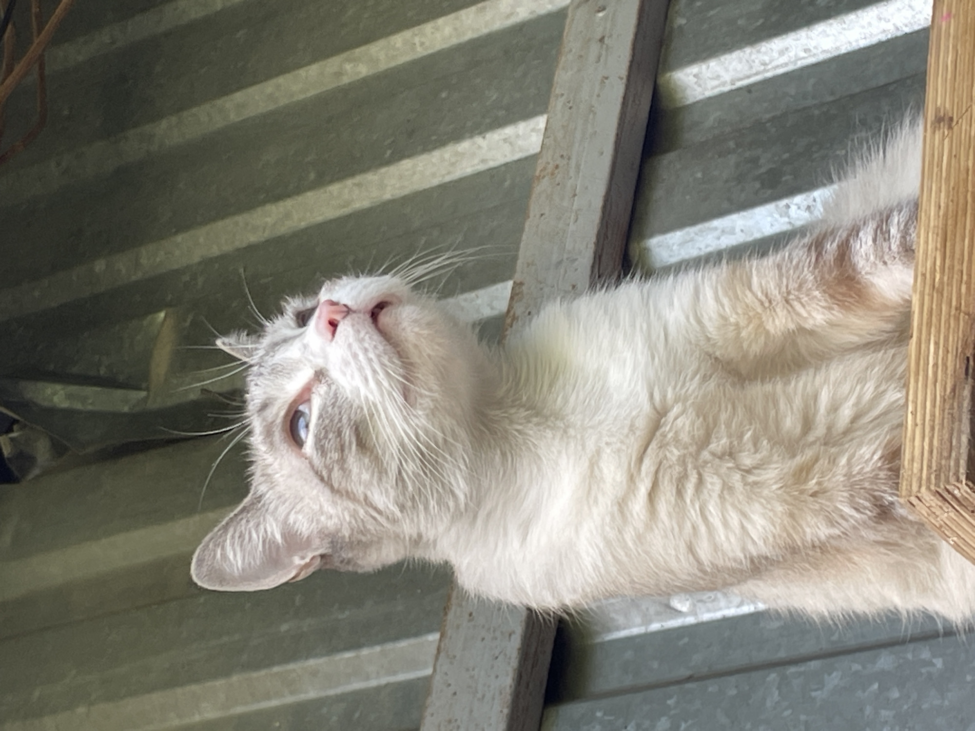 A light-colored cat with grey tabby markings is perched on a wooden surface, looking upwards. The background consists of corrugated metal siding, suggesting an outdoor or industrial setting. A wooden beam runs horizontally across the middle of the image, behind the cat. The lighting indicates it is daytime. The scene is captured from a low angle, emphasizing the cat's upward gaze. The specific location in Almaty, Kazakhstan cannot be determined from the visual information provided.